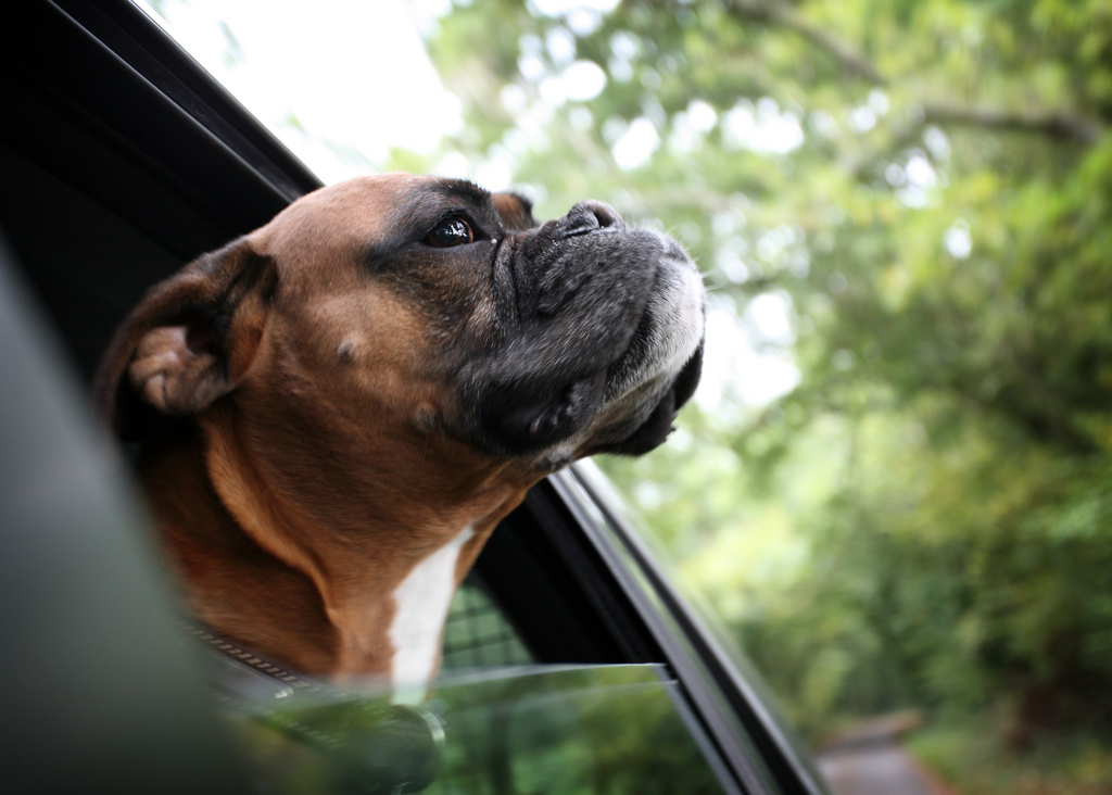 4 Valuable safety tips for driving with your dog