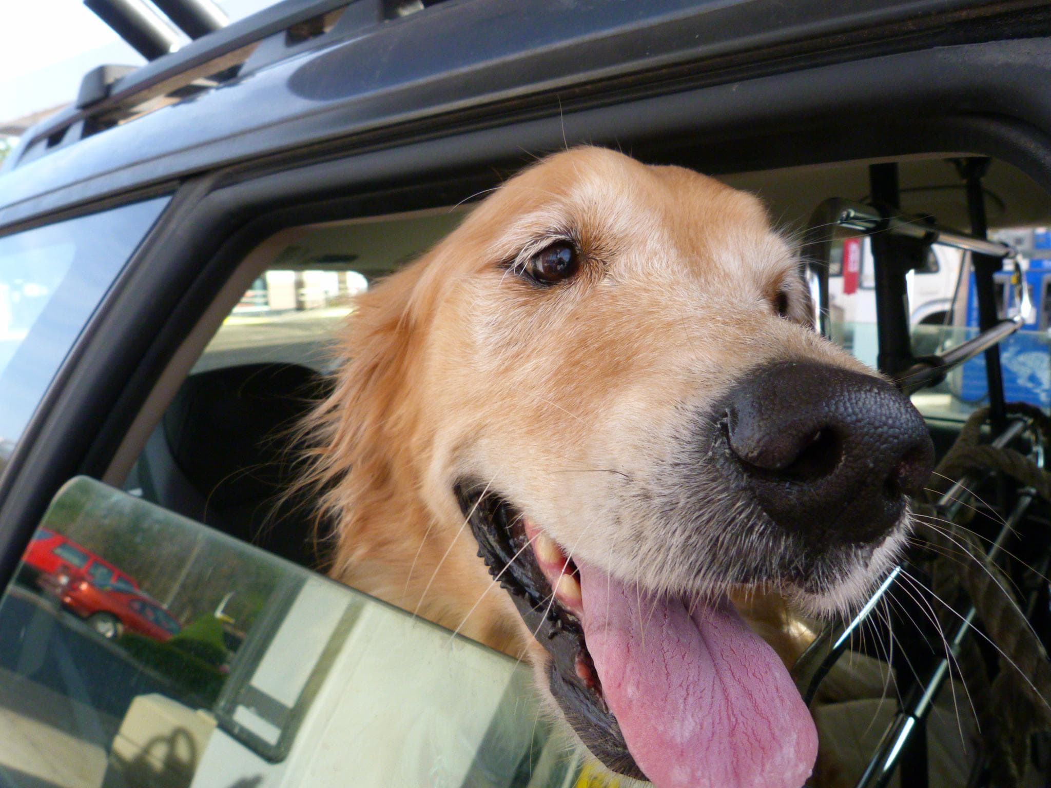 The best folding dog steps for your car