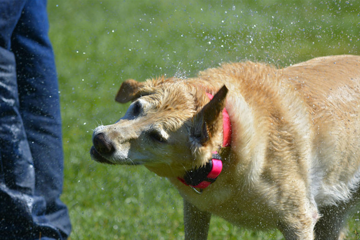 dog shaking off water