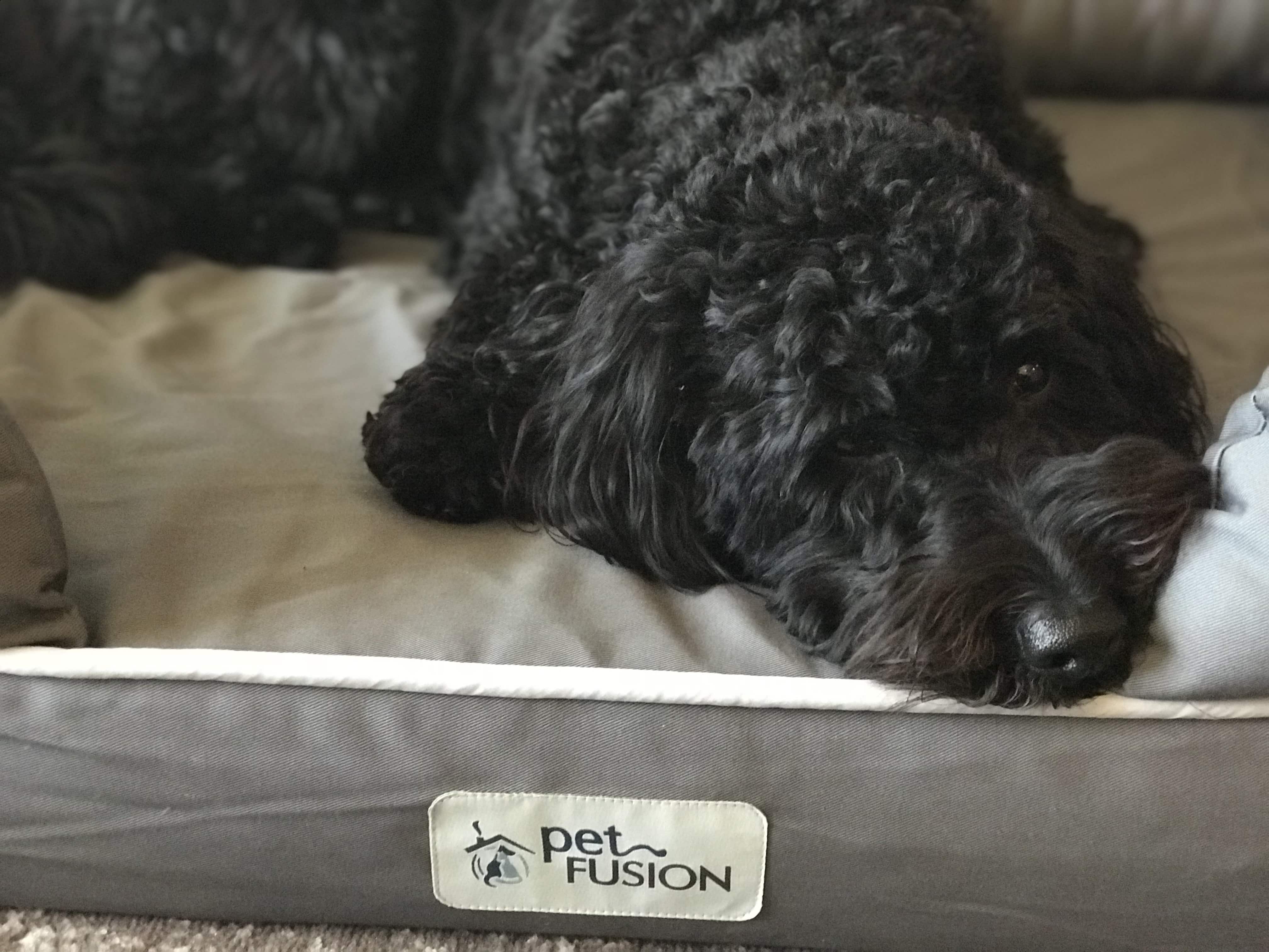 Petfusion Ultimate Dog Bed Review: Best Dog Bed Ever?