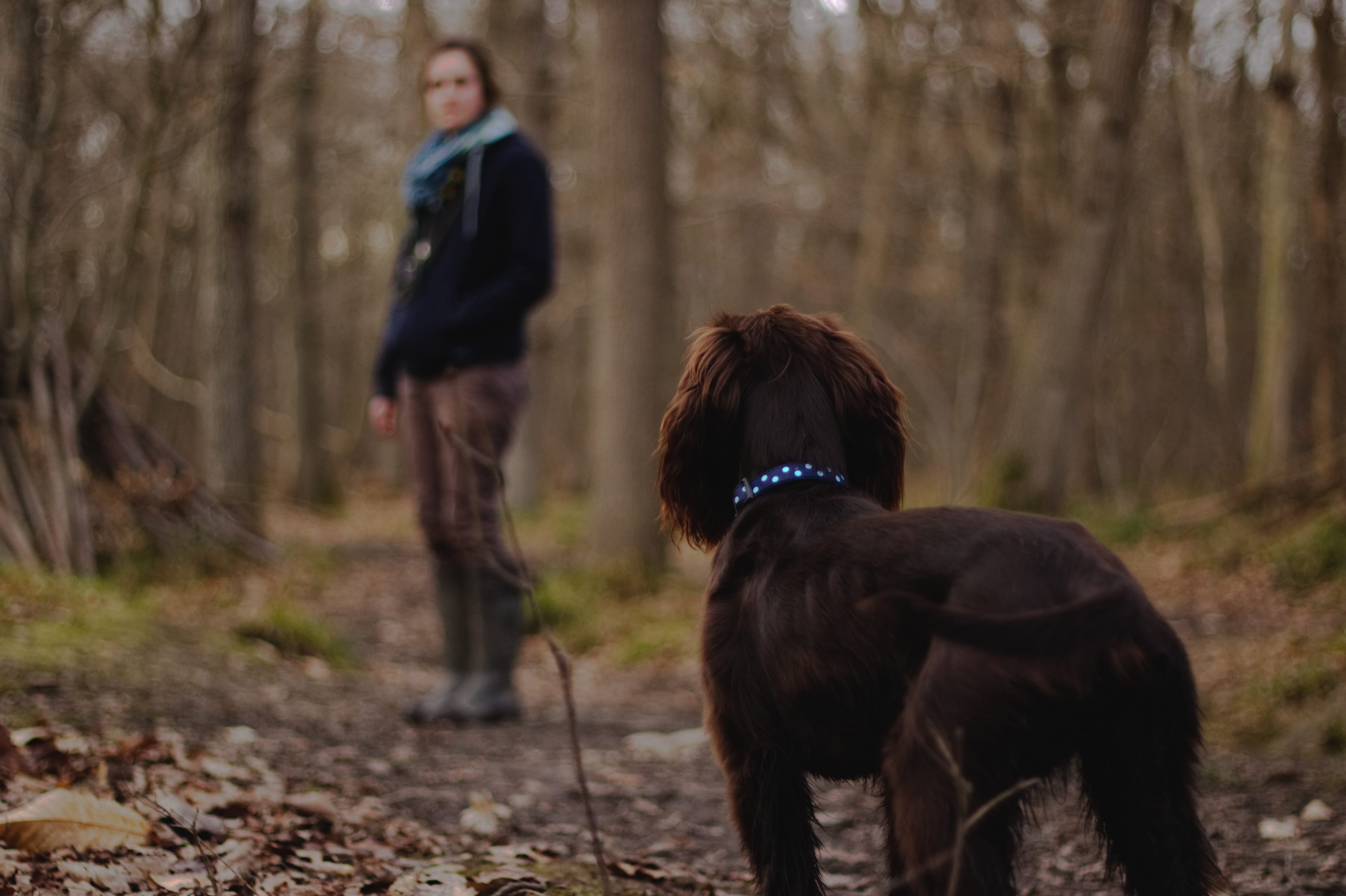 Get the Scoop on Poop: What You Should Know About Dog Poop Bags