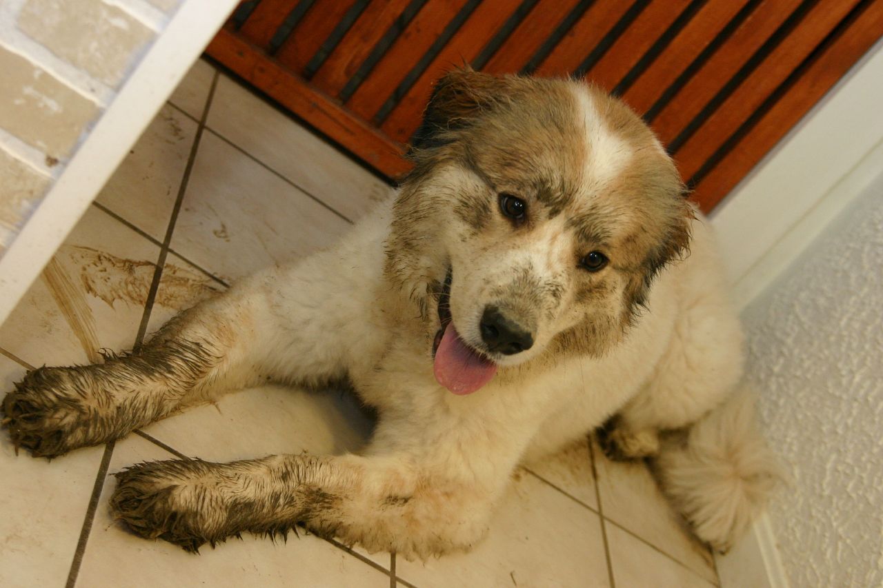 dog with muddy paws