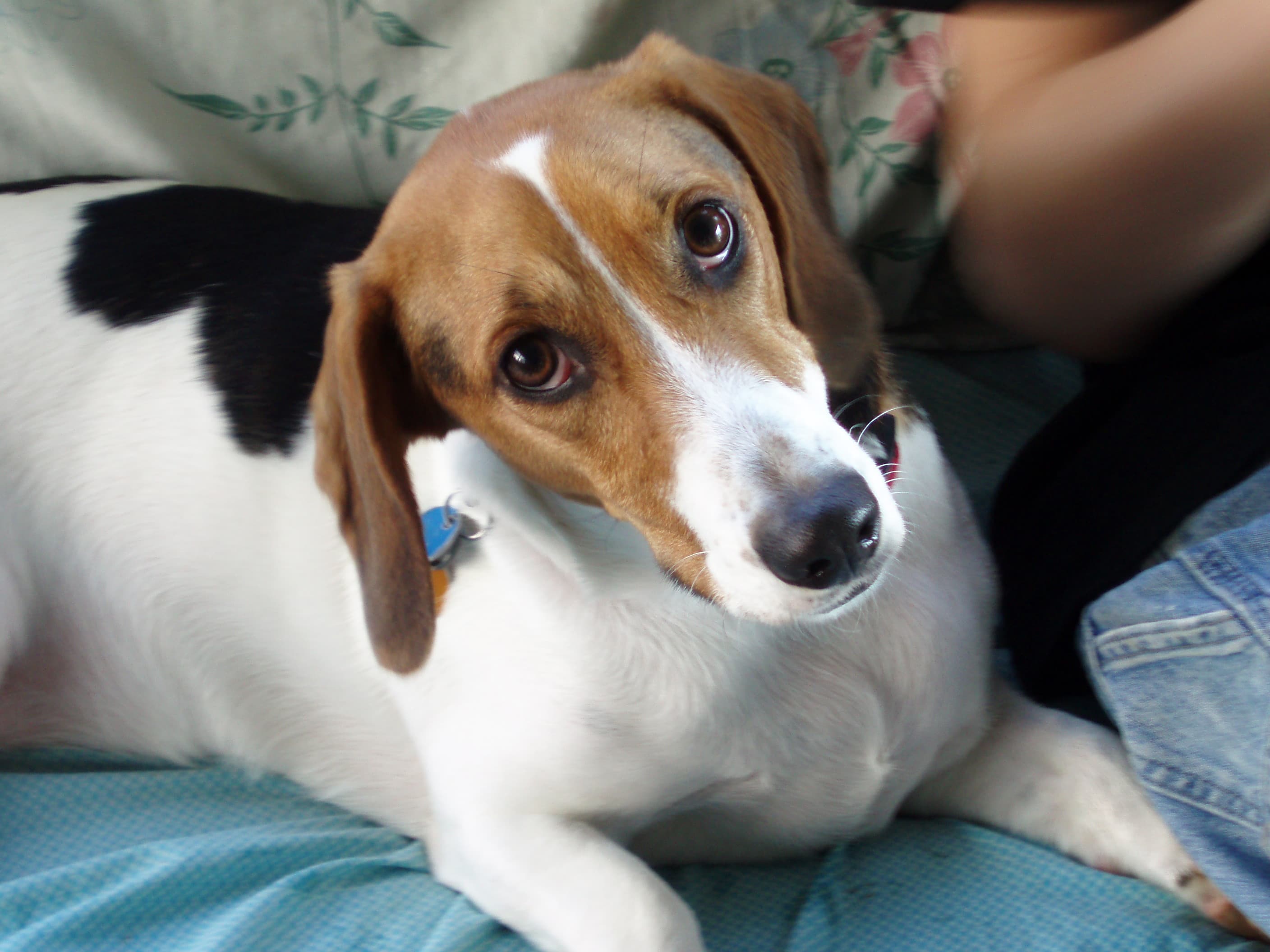 cute beagle with puppy dog eyes