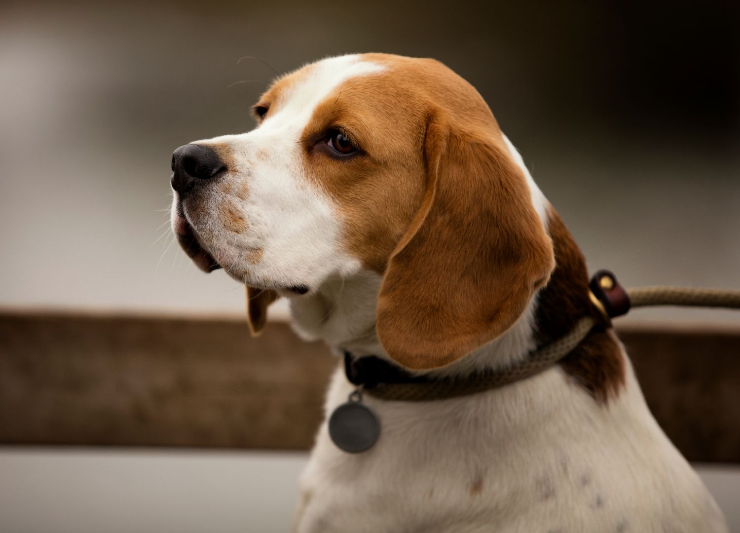 Dog with leash