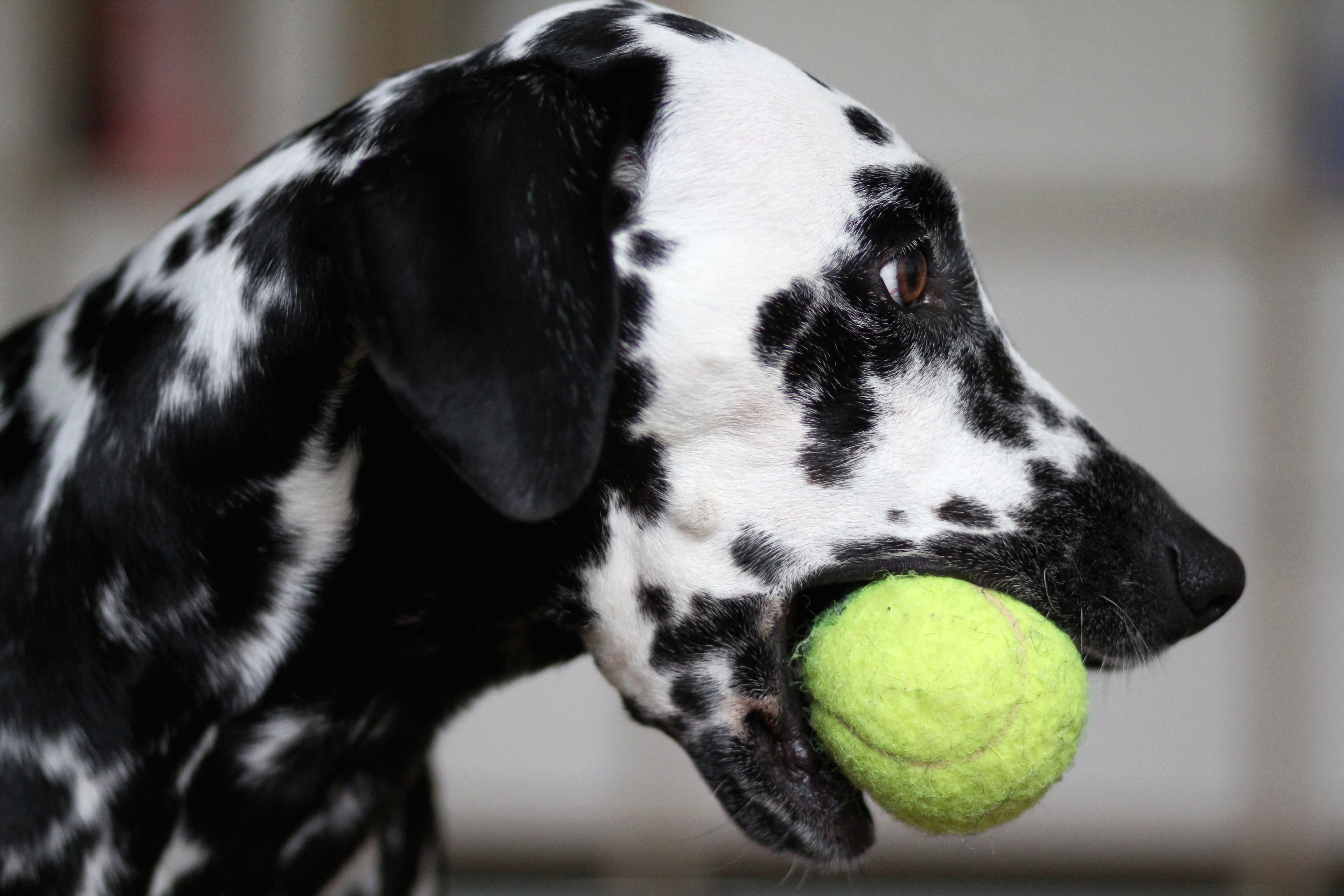 Automatic ball launchers for dogs: Teach them to play fetch | Natural Dog Owner