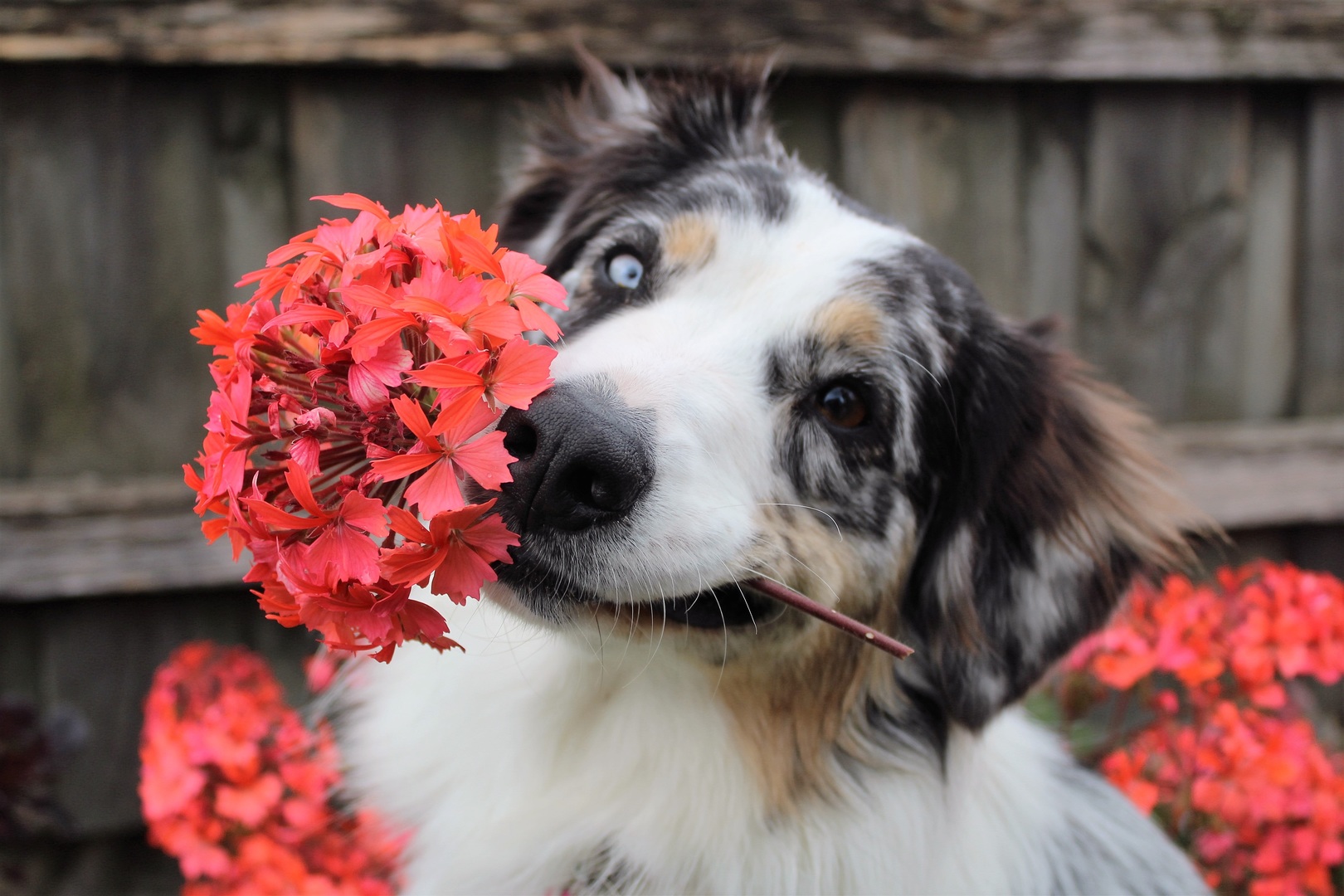 12 Household plants dog owners should avoid