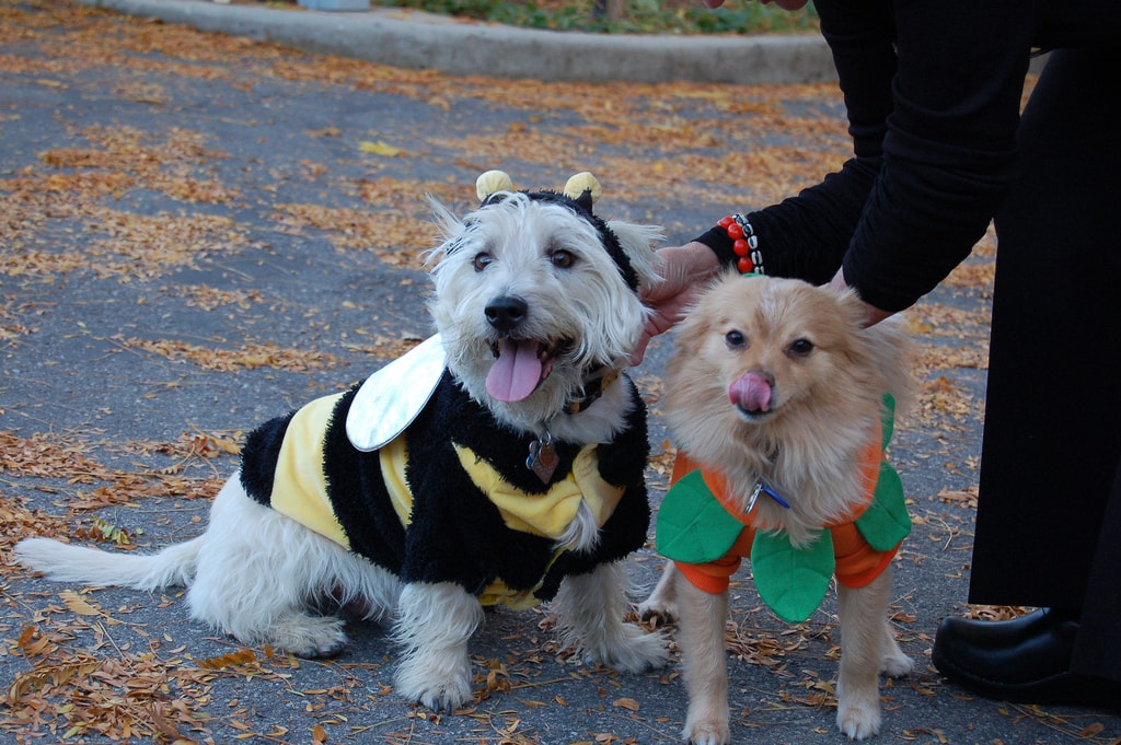 Quick and Unique Halloween Costumes for Your Dog