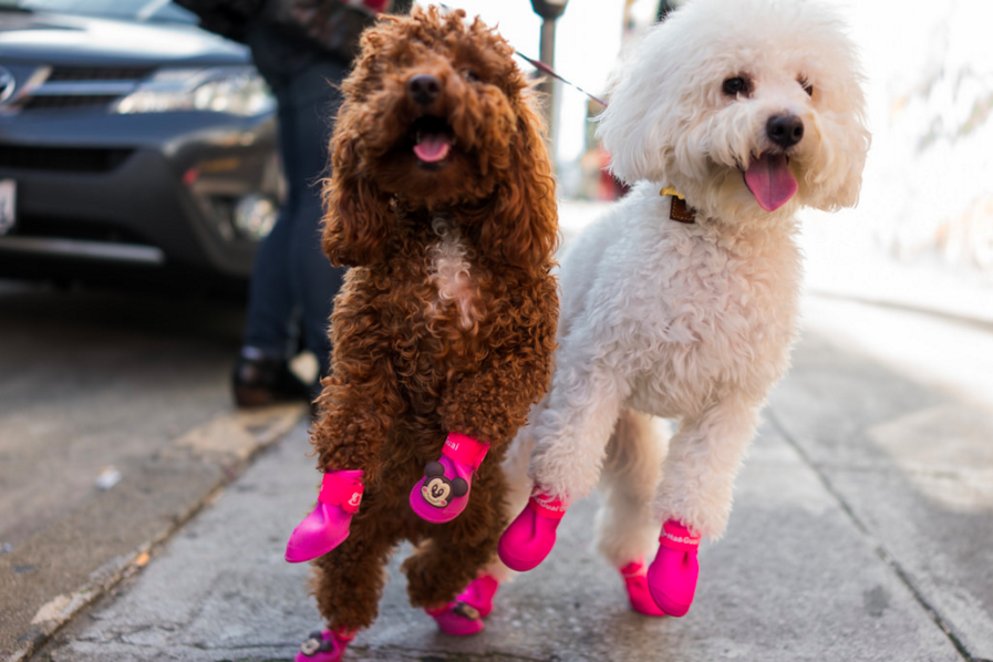 small dogs in pink boots