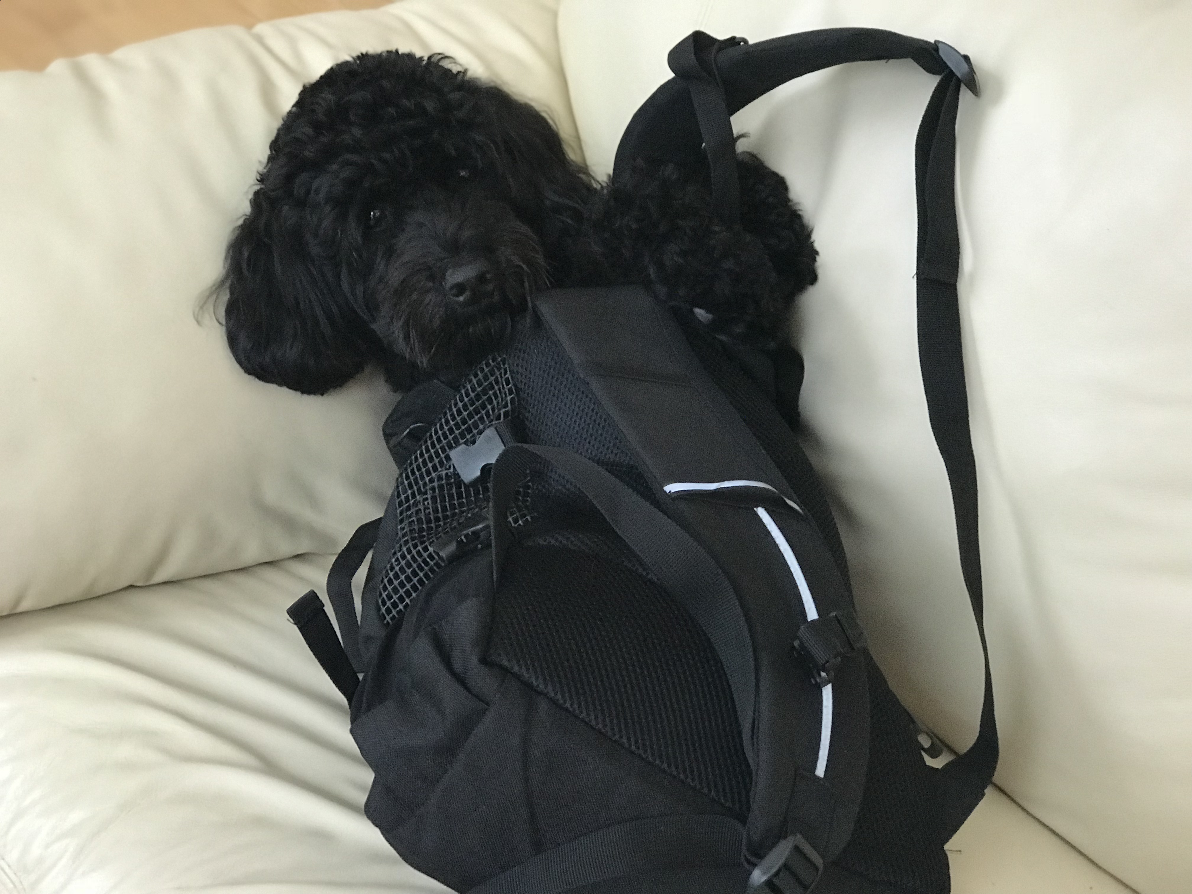 K9 Sport Sack Review: Real life test and results