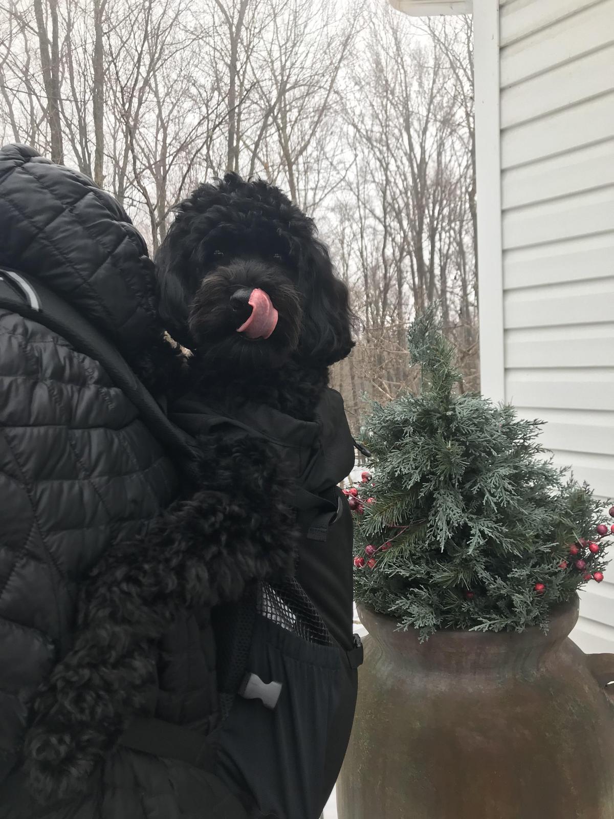 Goldendoodle in Sports Sack ready to go on a hike!