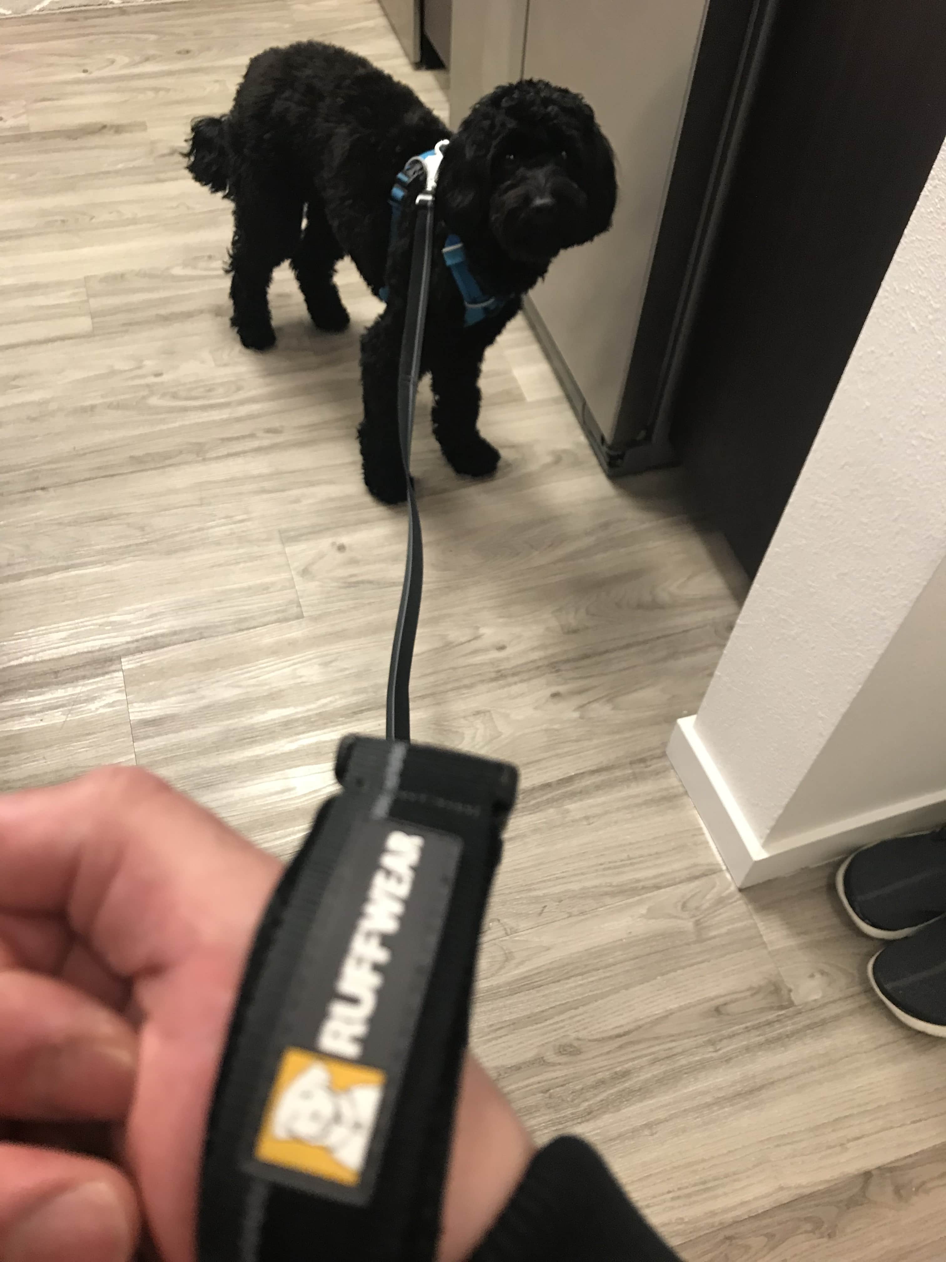 Golden doodle on ruffwear flatout leash about to go for walk