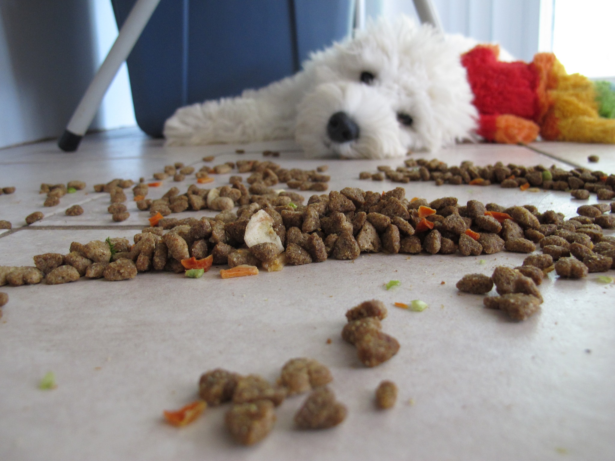 Top 5 Dry Dog Foods