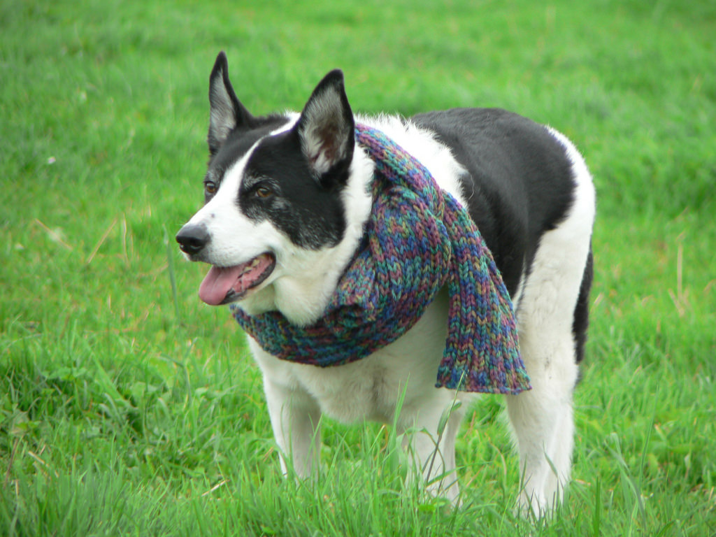 elderly white and black dog in field