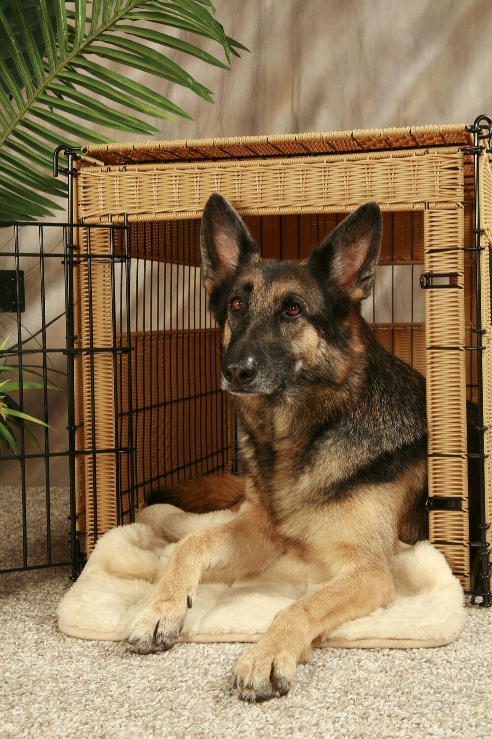 german shepard in wicker furniture dog crate