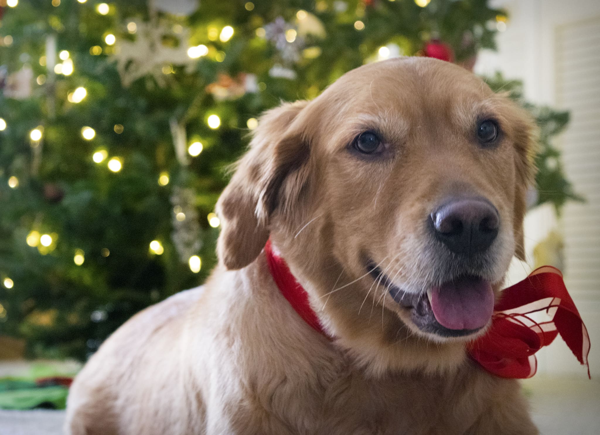 Holiday gift guide for dog owners and lovers 2018