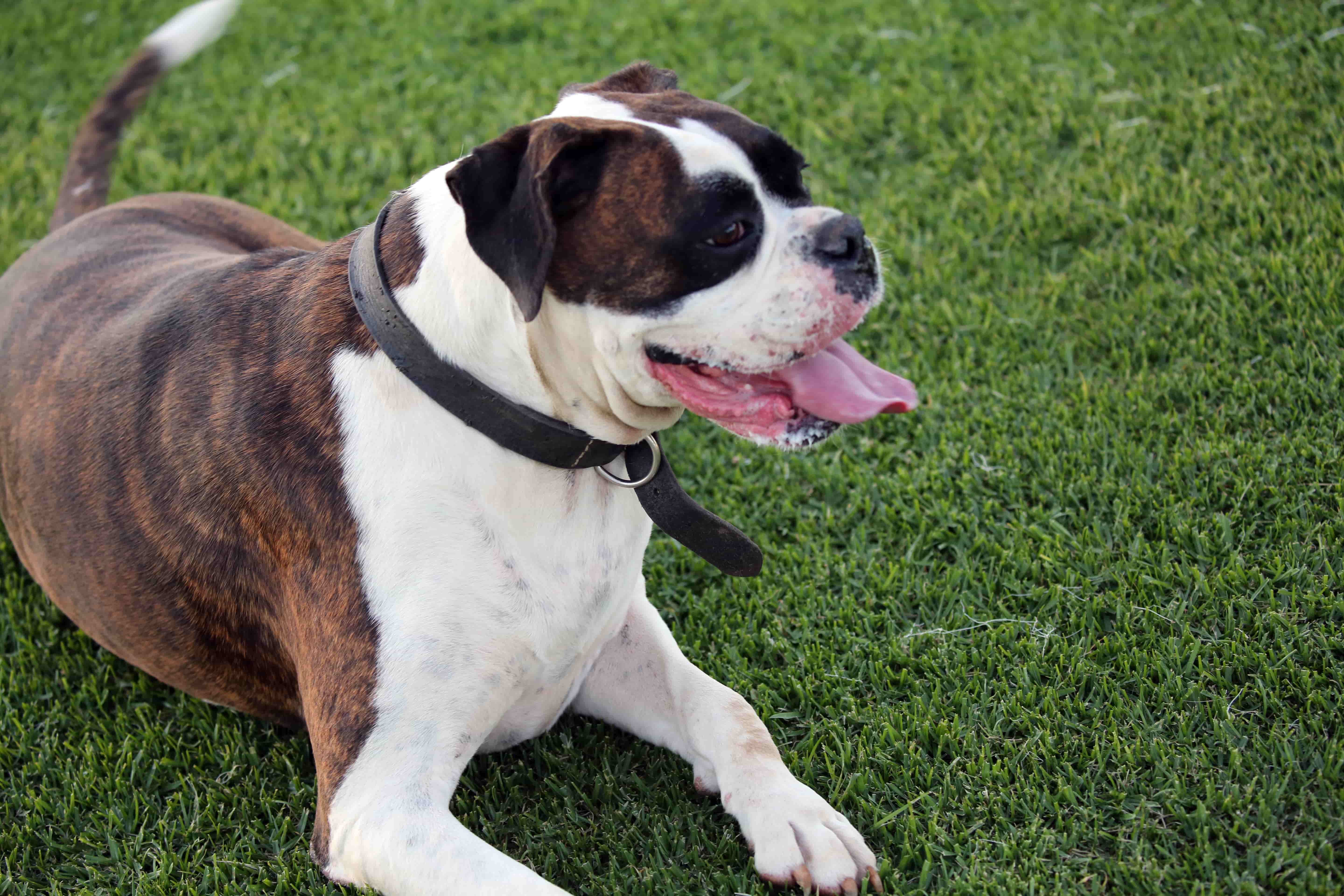 Dog sprawls out on grass