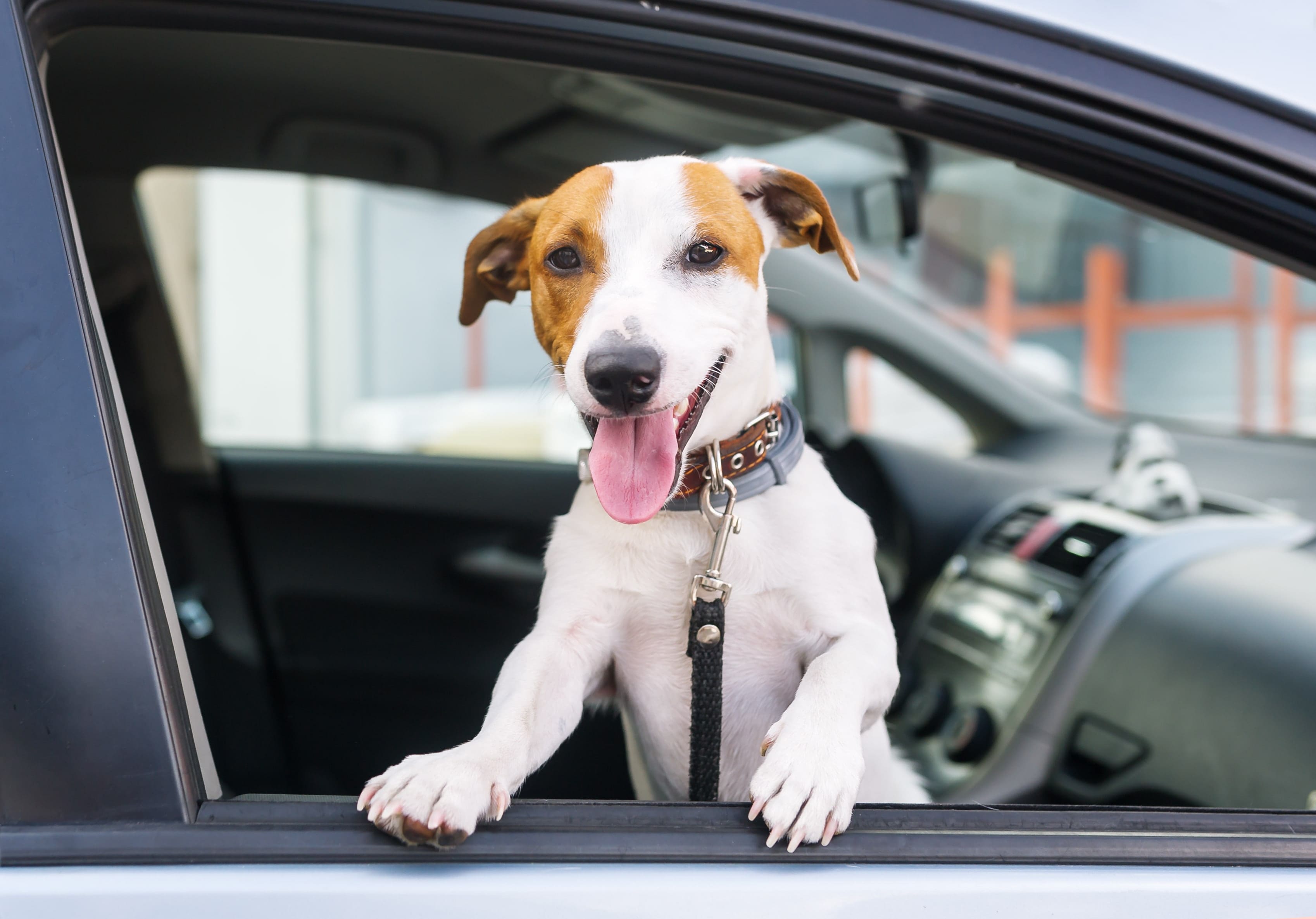 Jack russell in car ready to go for a ride