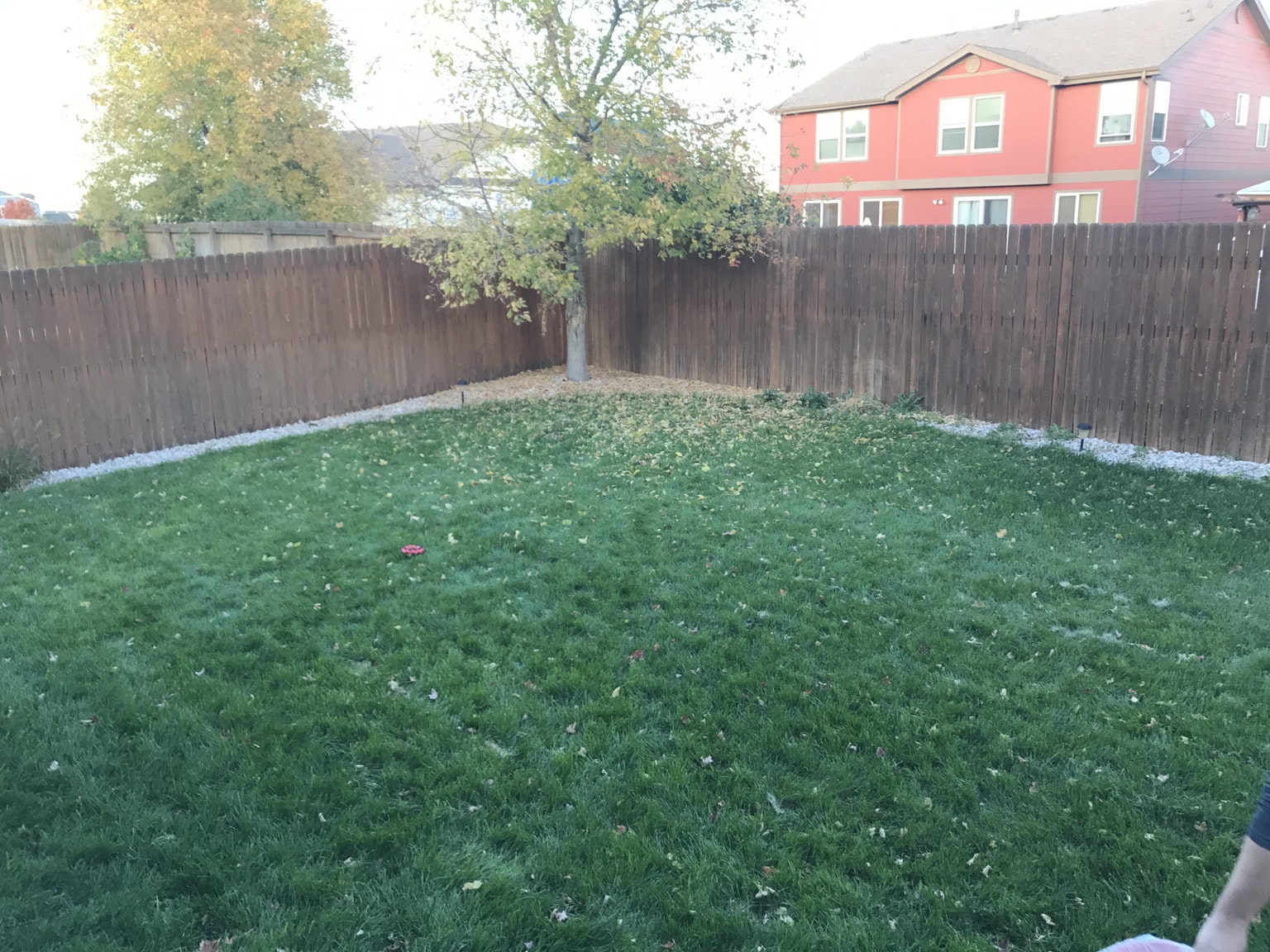 backyard area for dogs to play at a dog sitters house