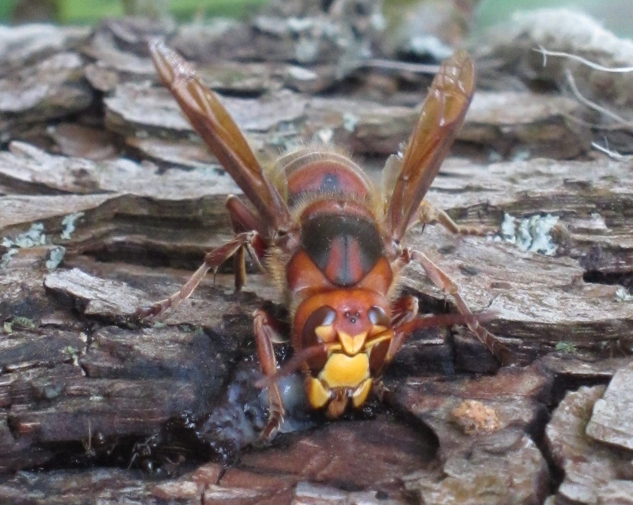 hornet on wood log