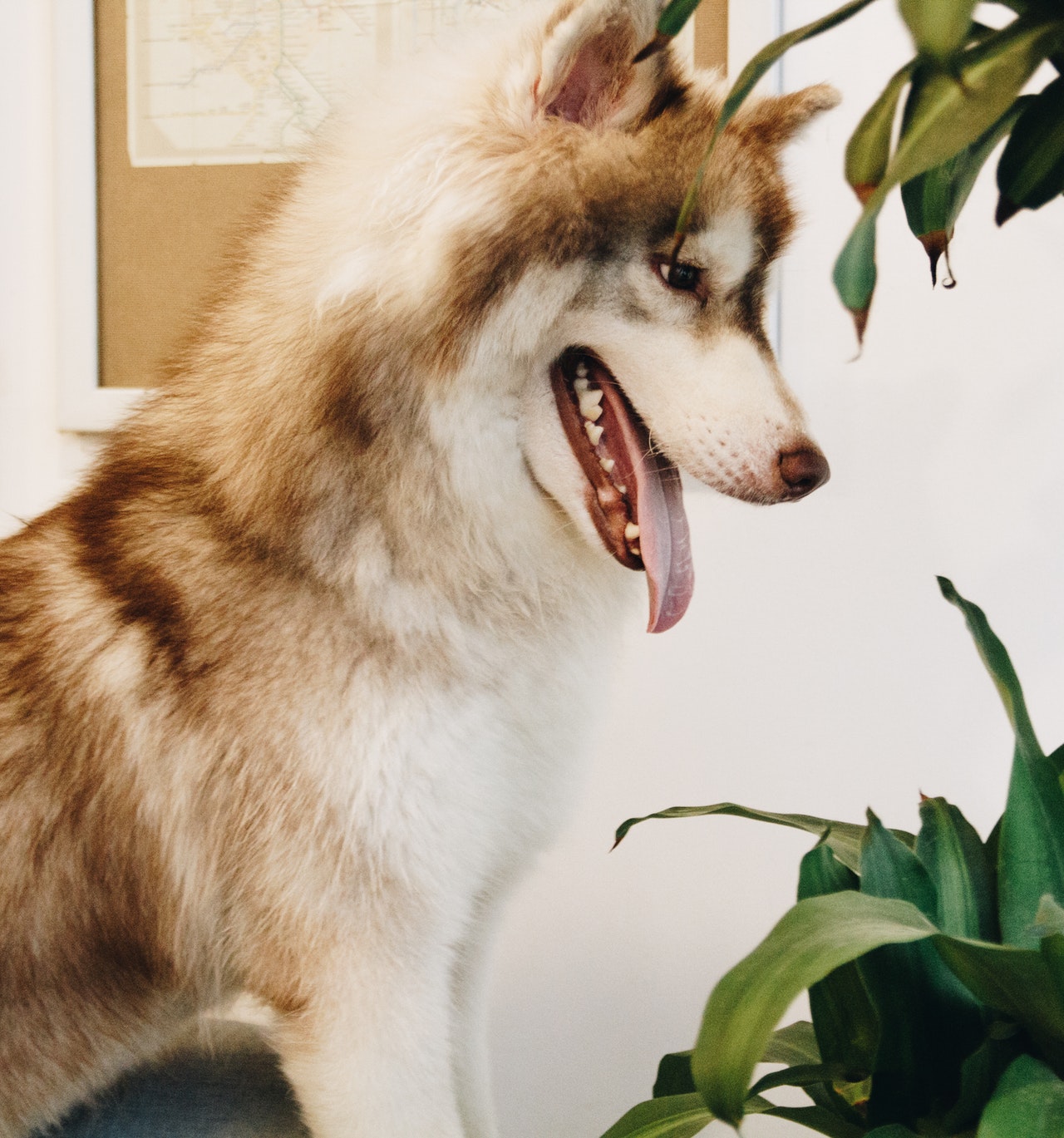 Husky looking at household plant