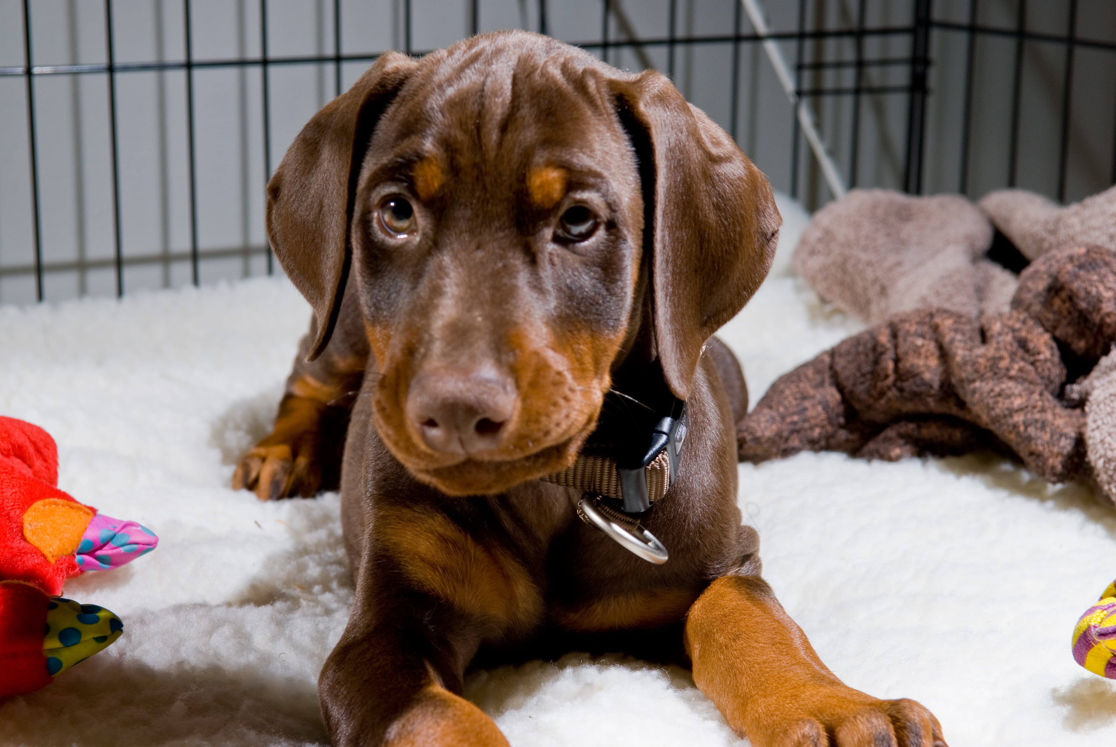 PuppyLife: Crate Training