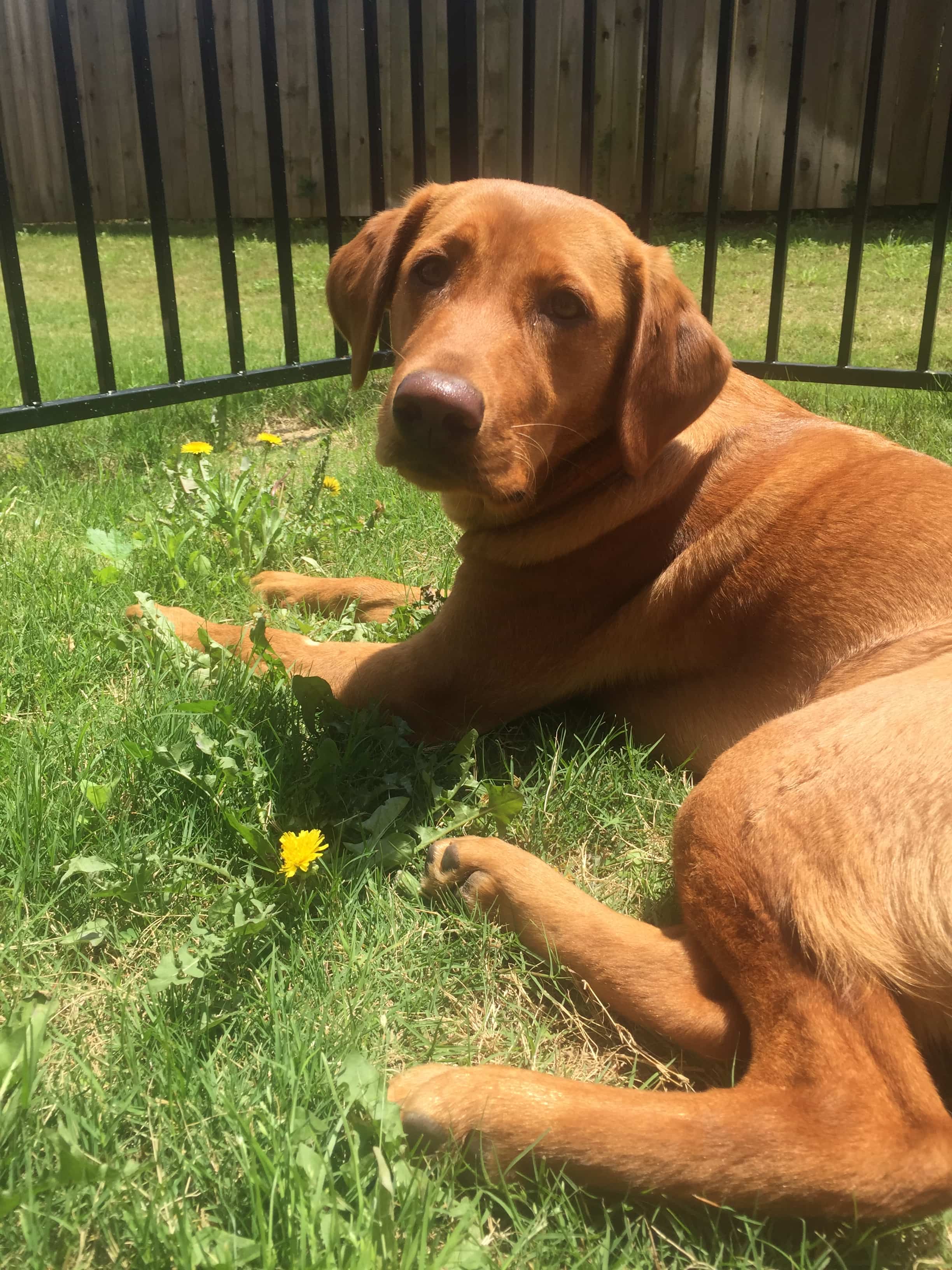 Dog lying in the grass