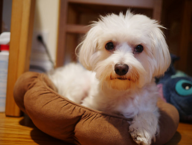 Here's what you need to know about hypoallergenic dogs