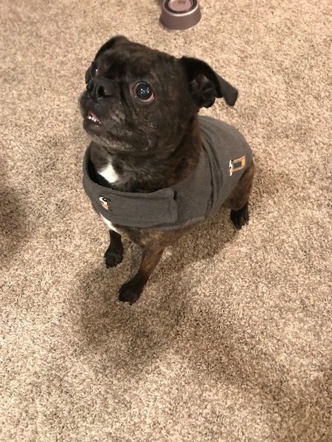 my small dog wearing the thundershirt which cured her of her anxiety