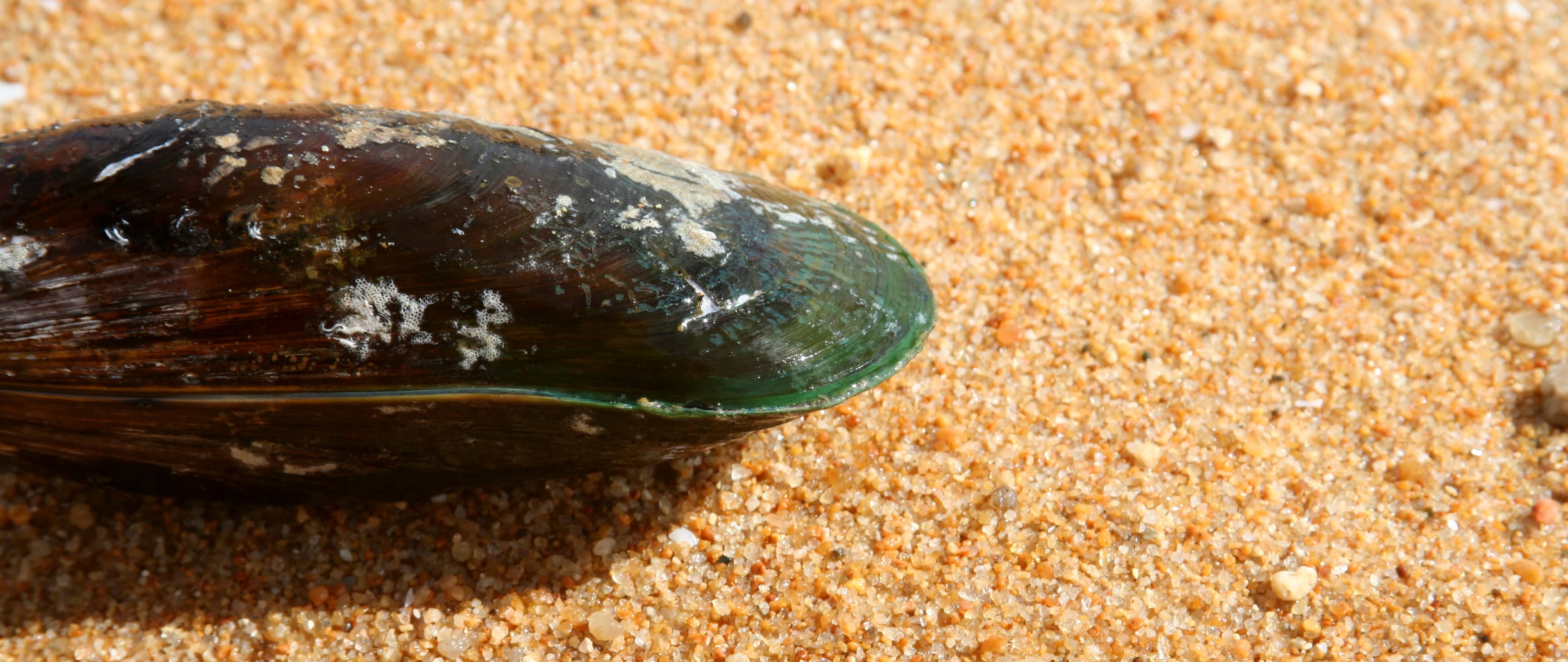 new zealand green lipped mussel that's used in ziwi pet food products
