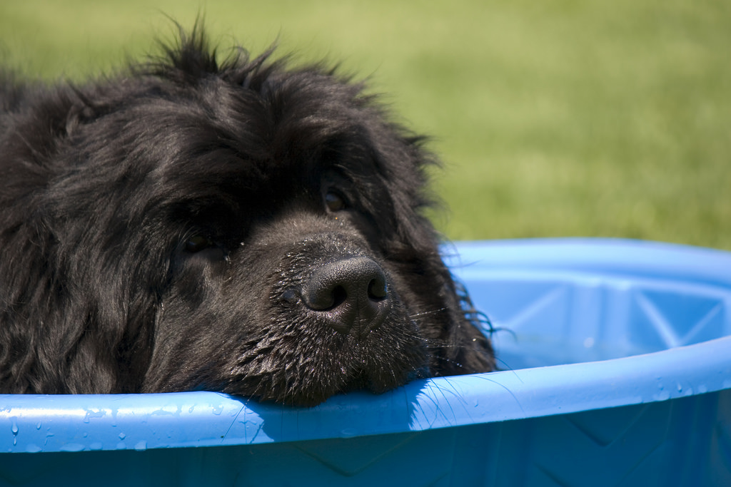 newfoundland dog in pool