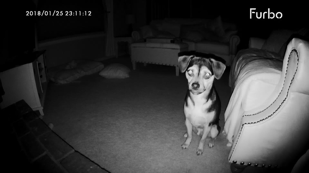 night time picture taken from furbo pet monitor of pup