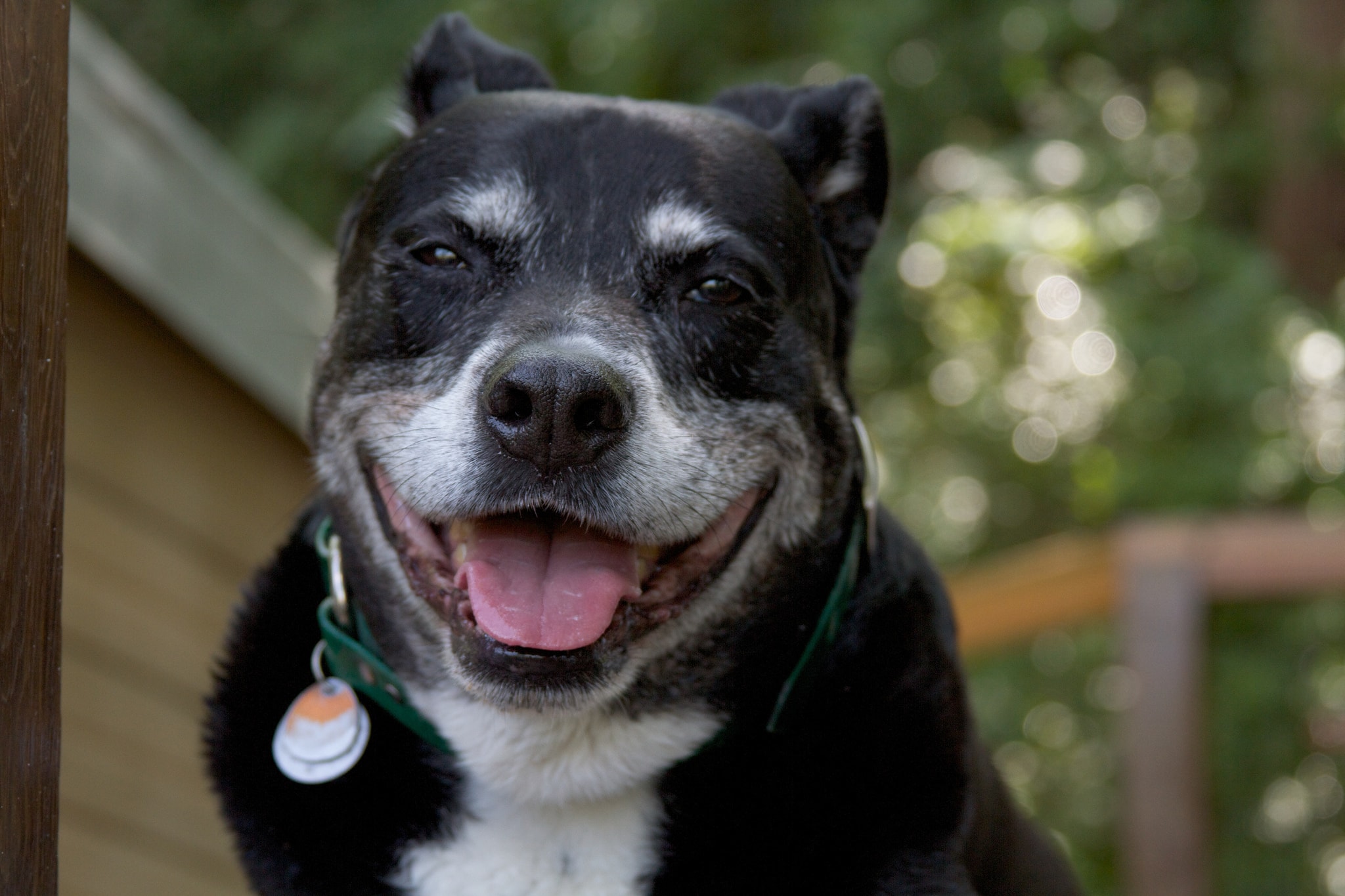 what a cutie! dog age but are still cute when they smile