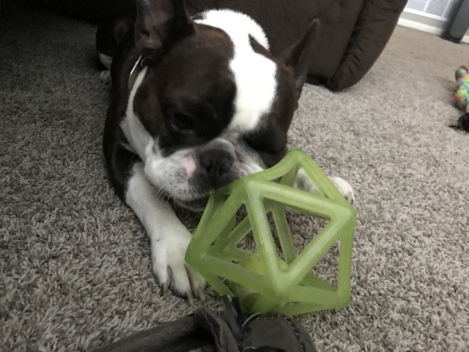 pug chewing on toy in a daily update from home boarding service