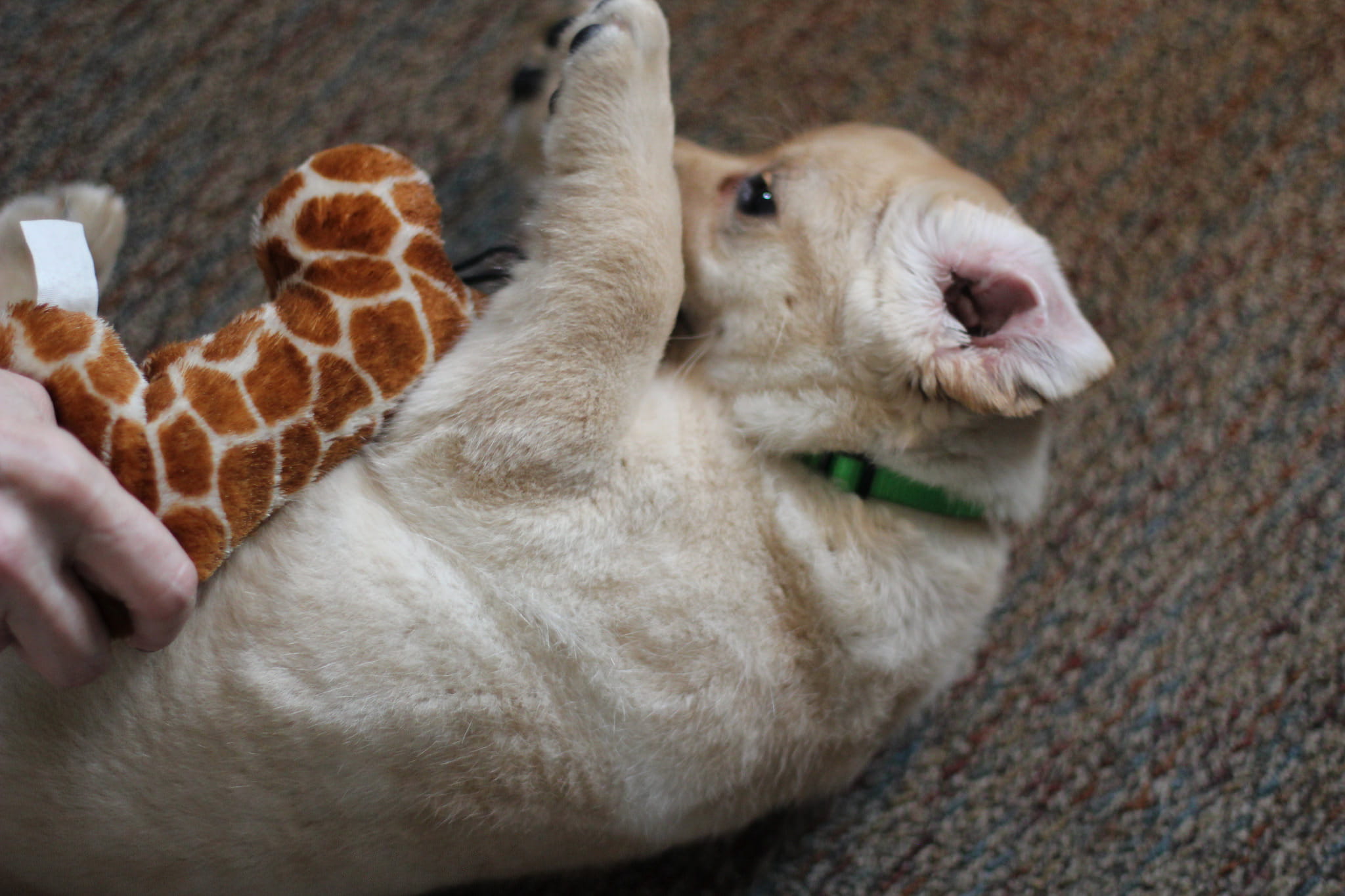 Cute puppy playing with toy during training session