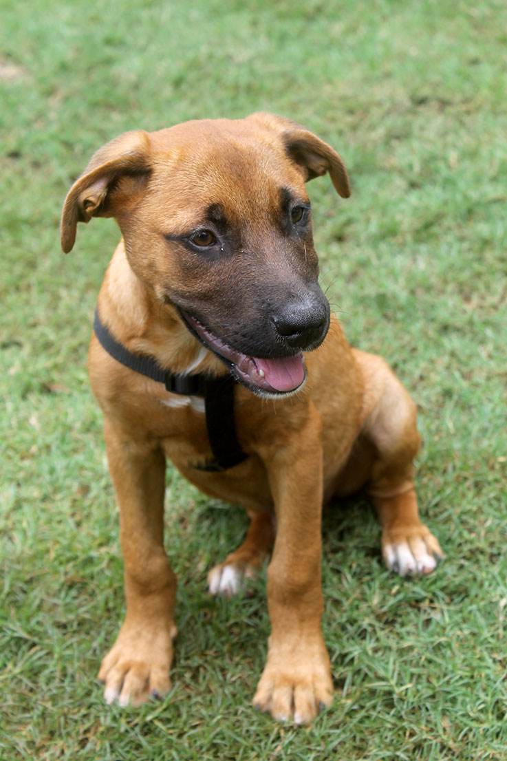 Dog playing in the grass cute puppy sitting in the grass