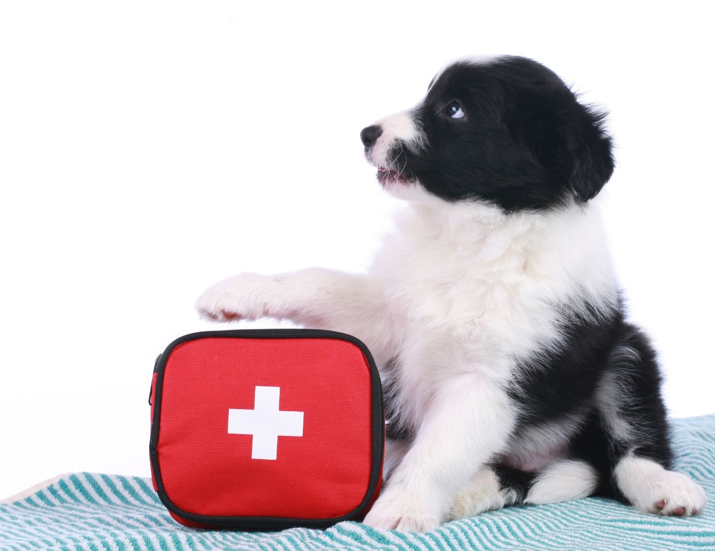What you need to know about the best dog first aid kits