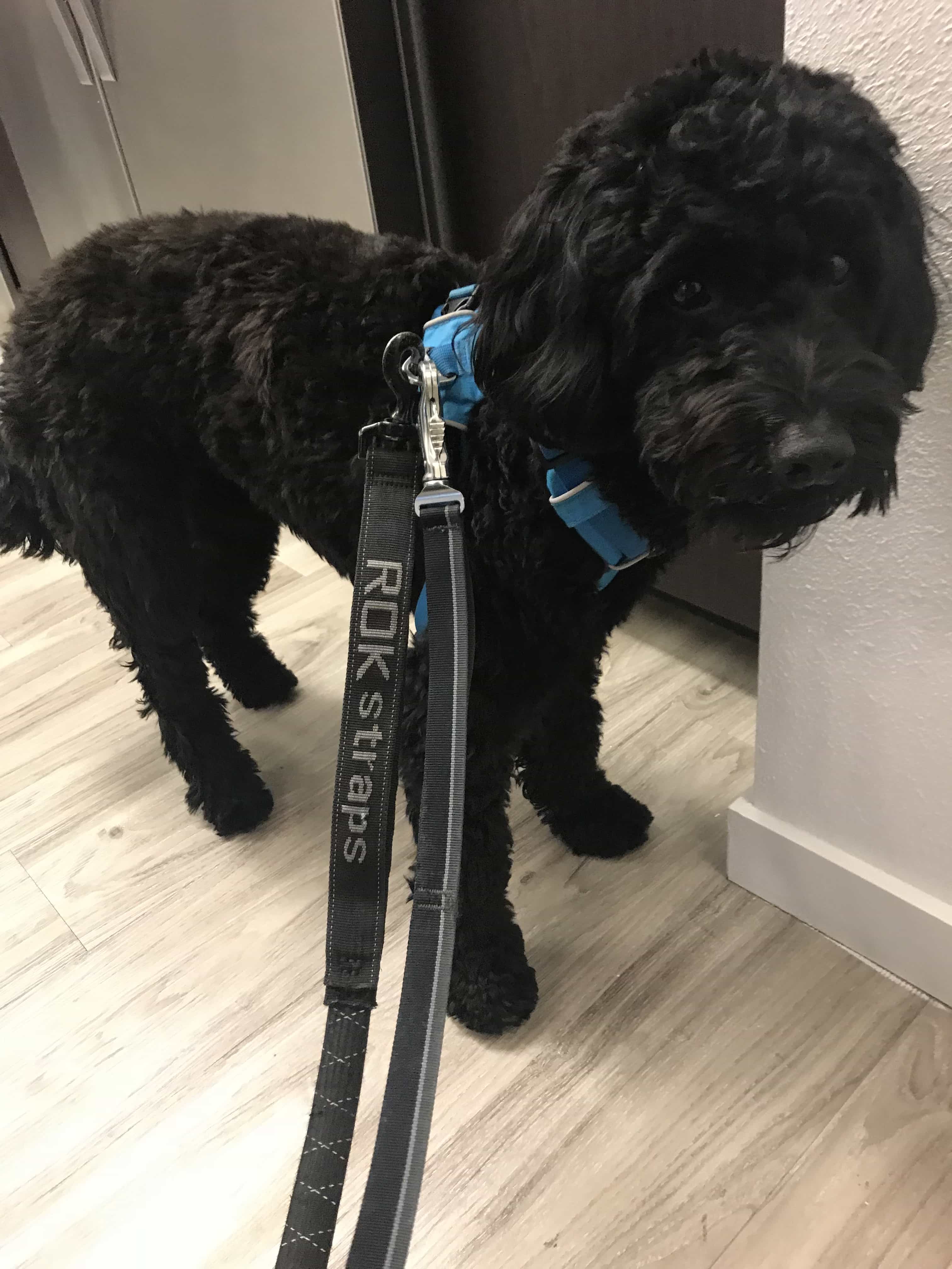 Best leash top for chewing dogs
