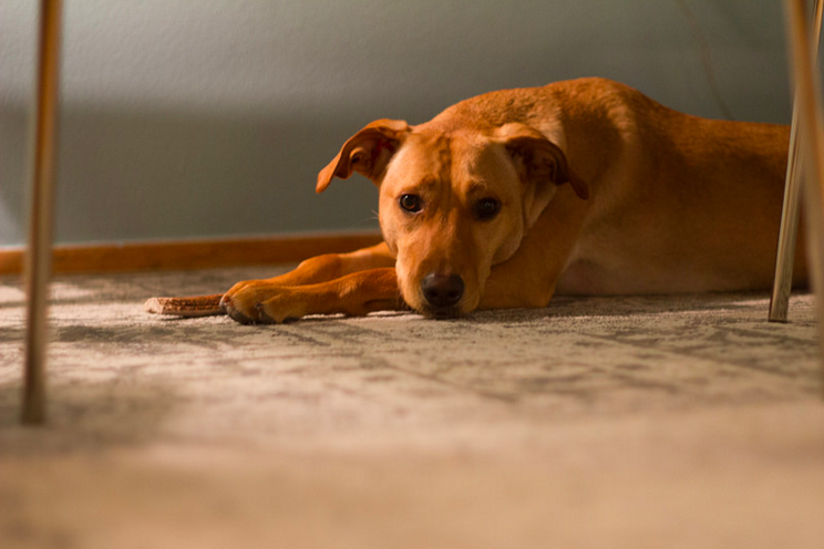 What to do if your dog has ringworm