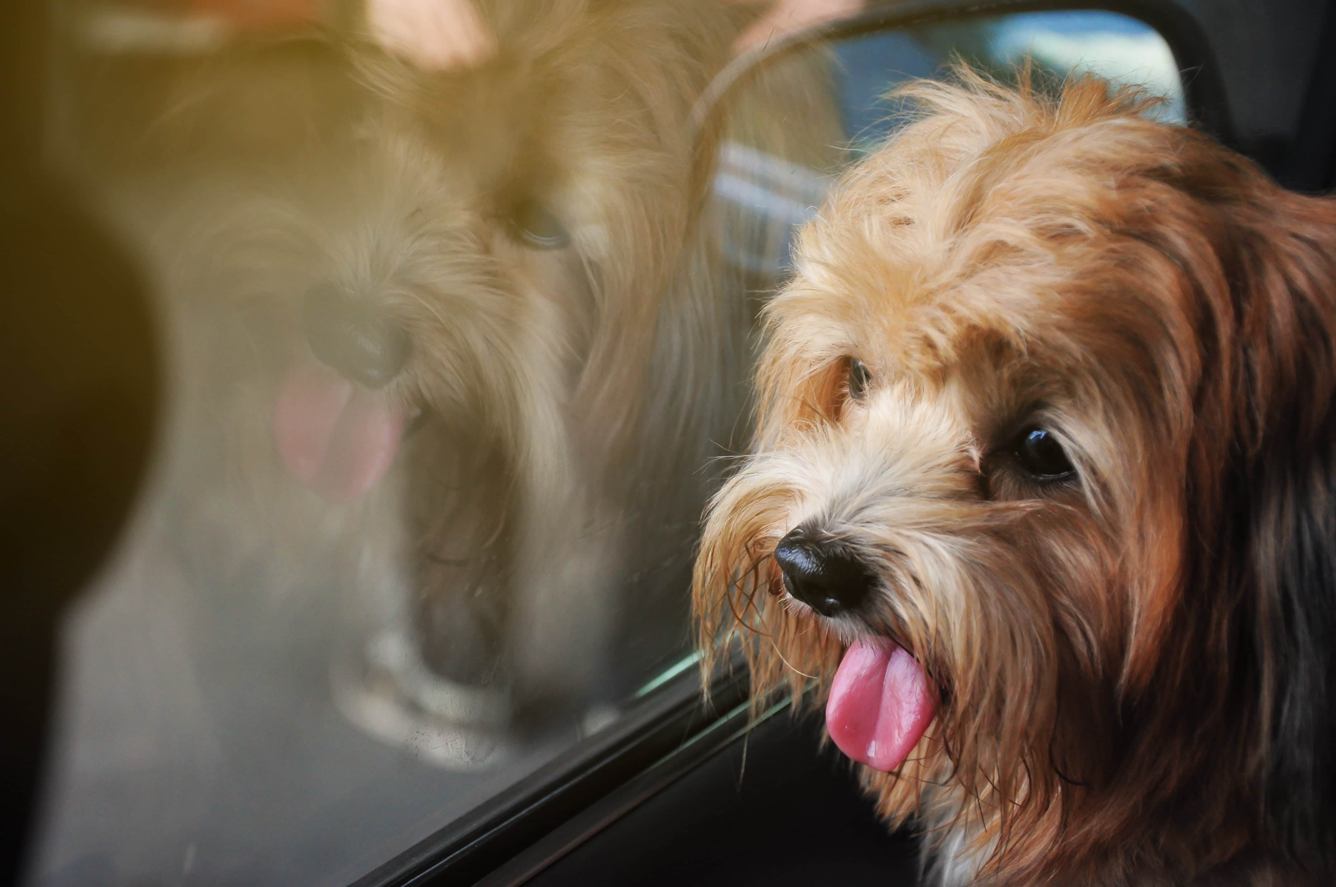 Top 5 Car booster seats for dogs