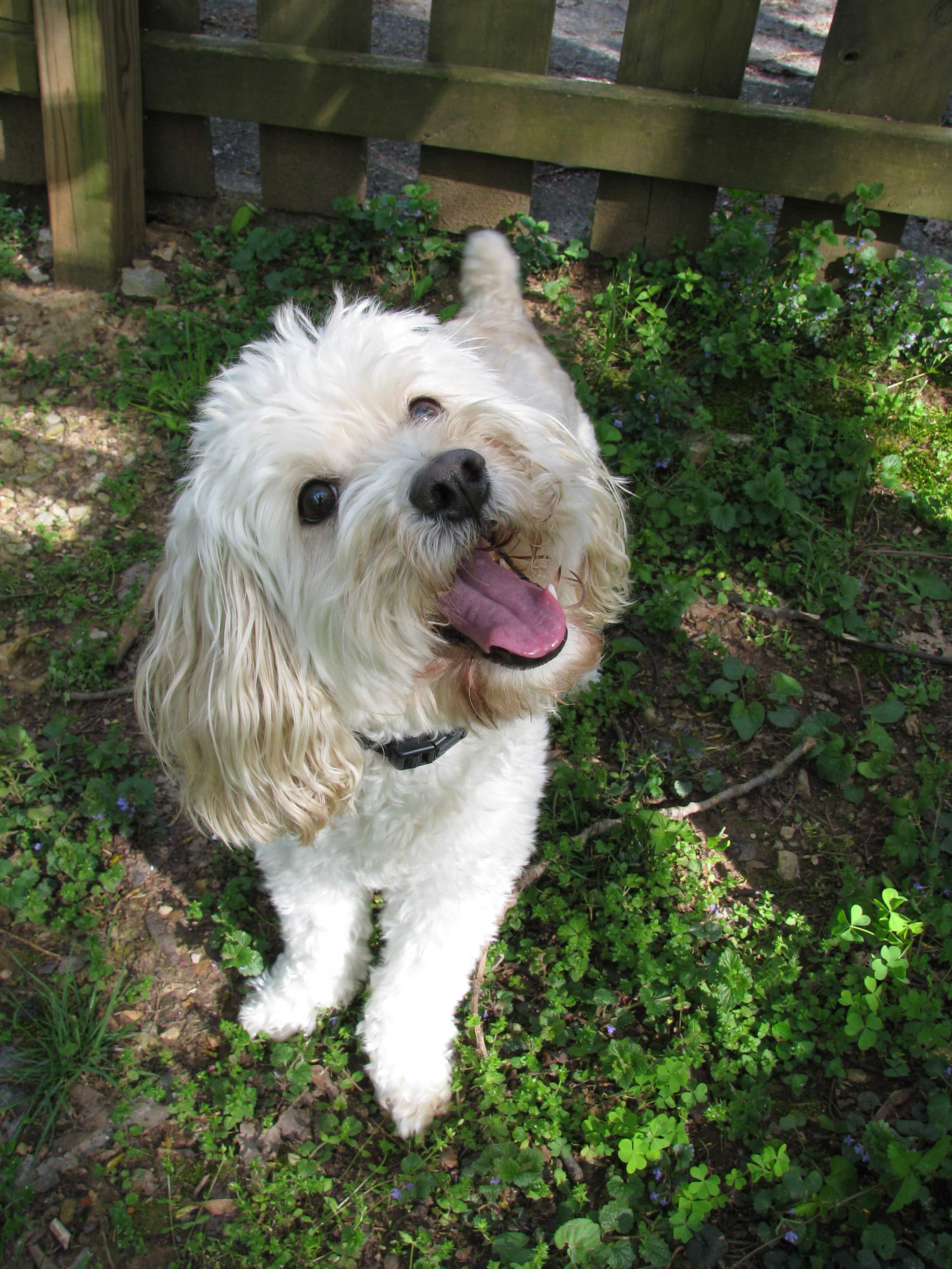 Cute fluffer playing outdoors Small dog playing in the grass