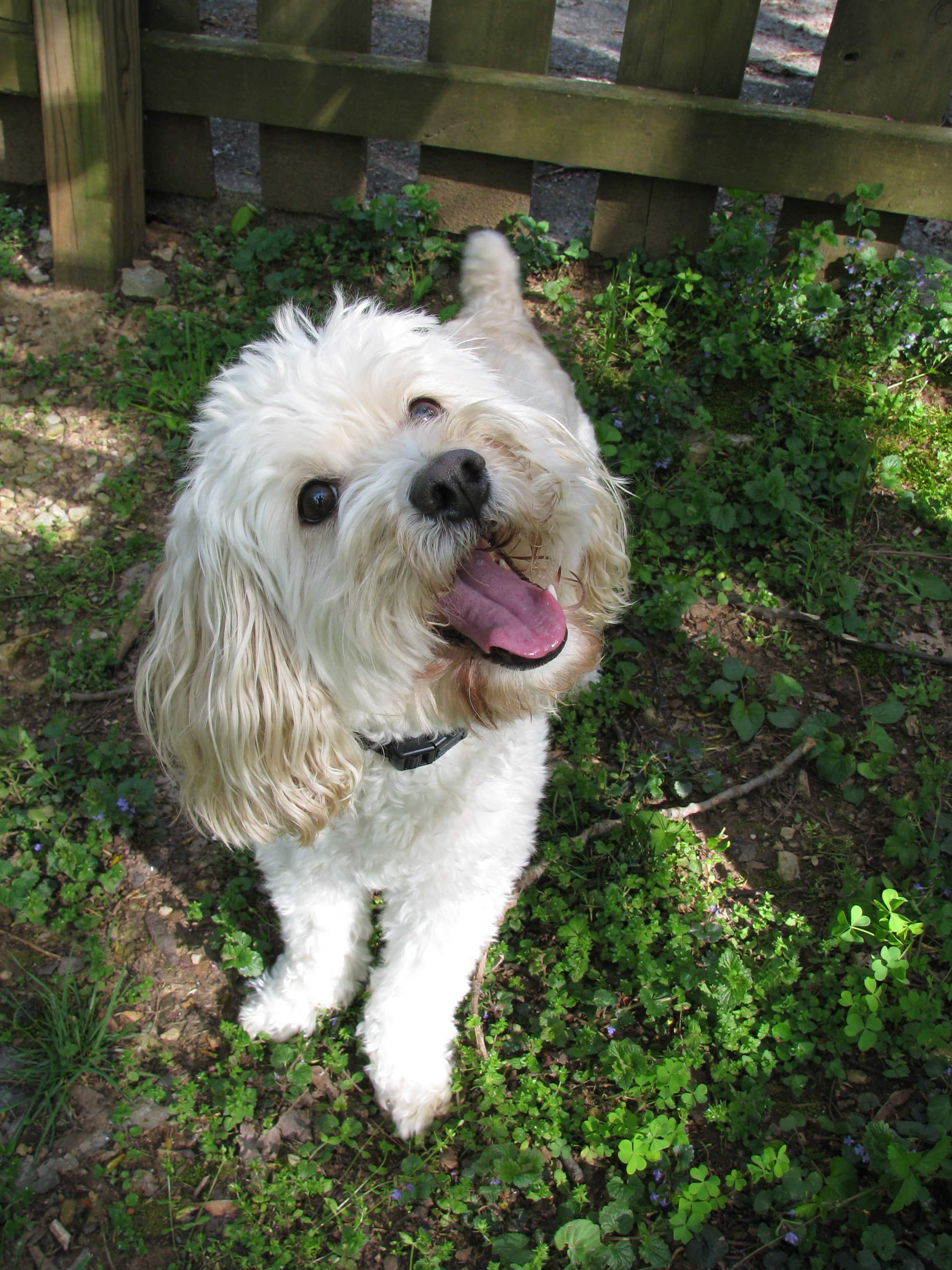 Small dog playing in the grass