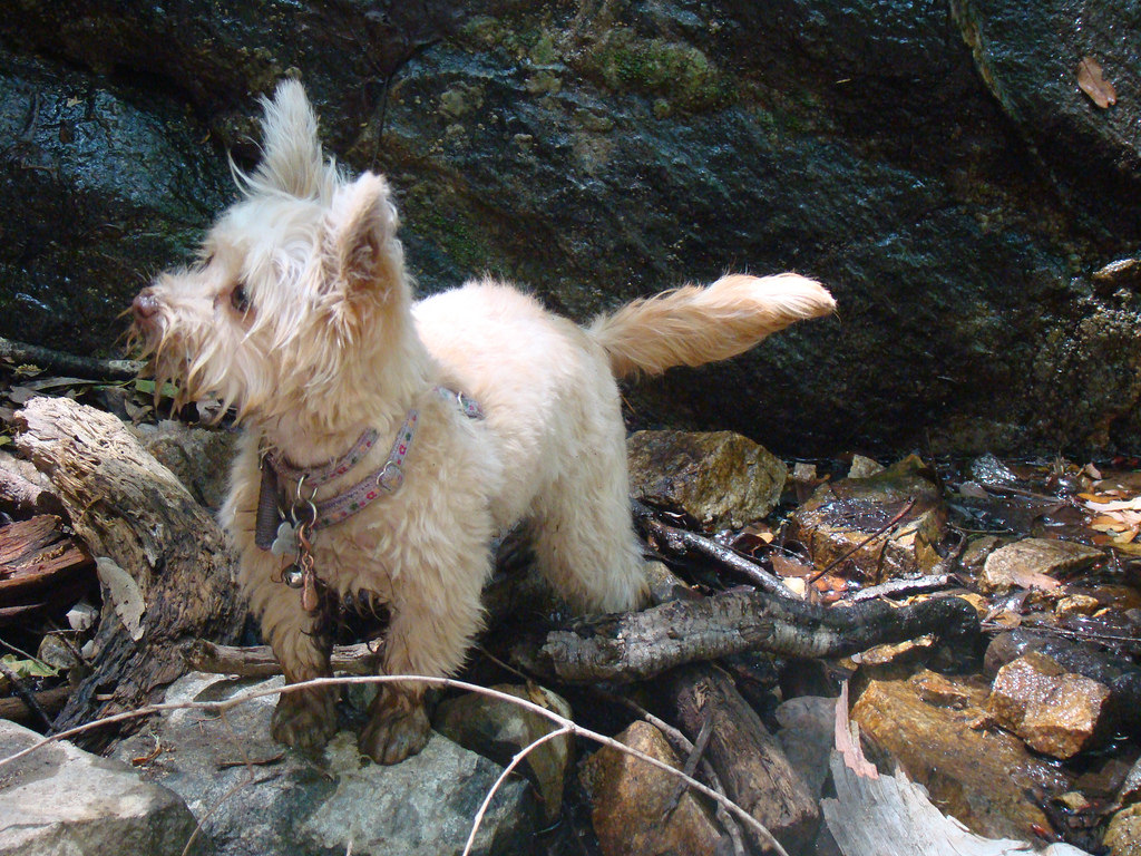 small dog on rocks