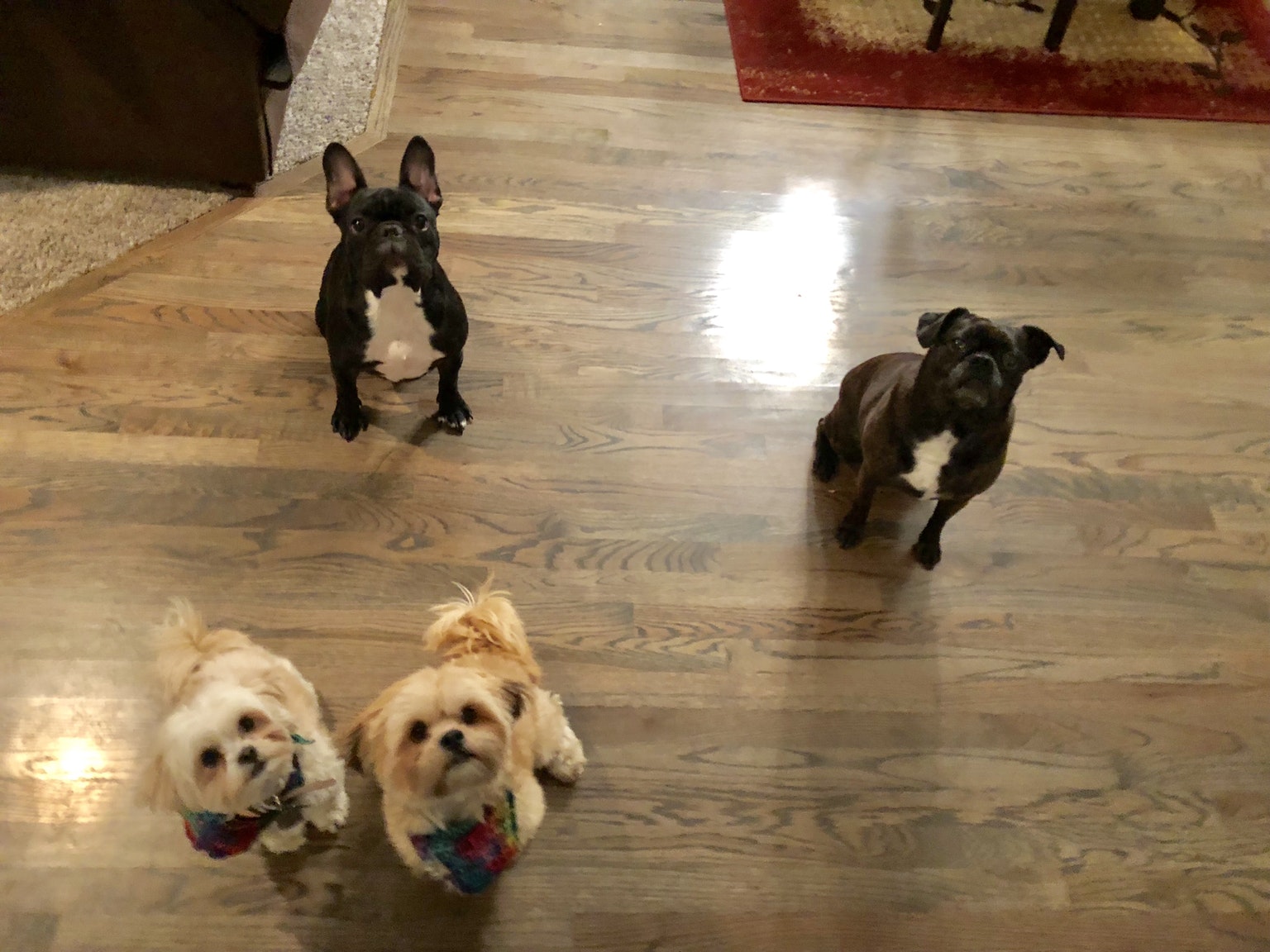 small dogs socializing with each other on playdate