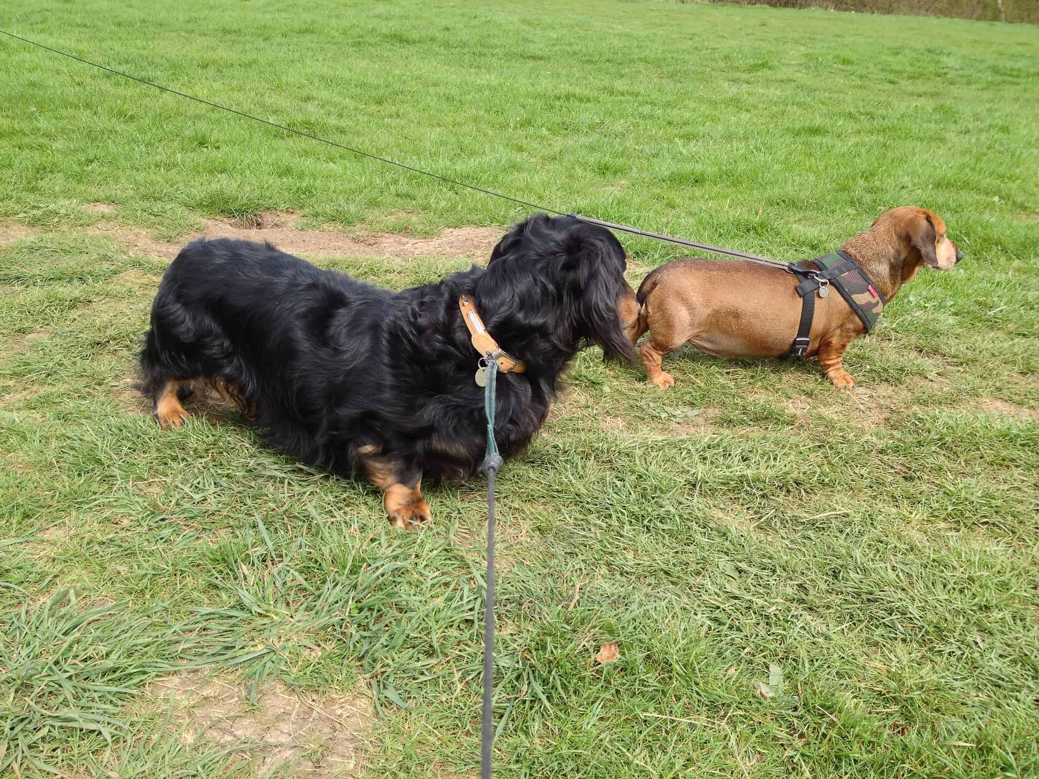 What's that?!! two small dogs exploring a new trail