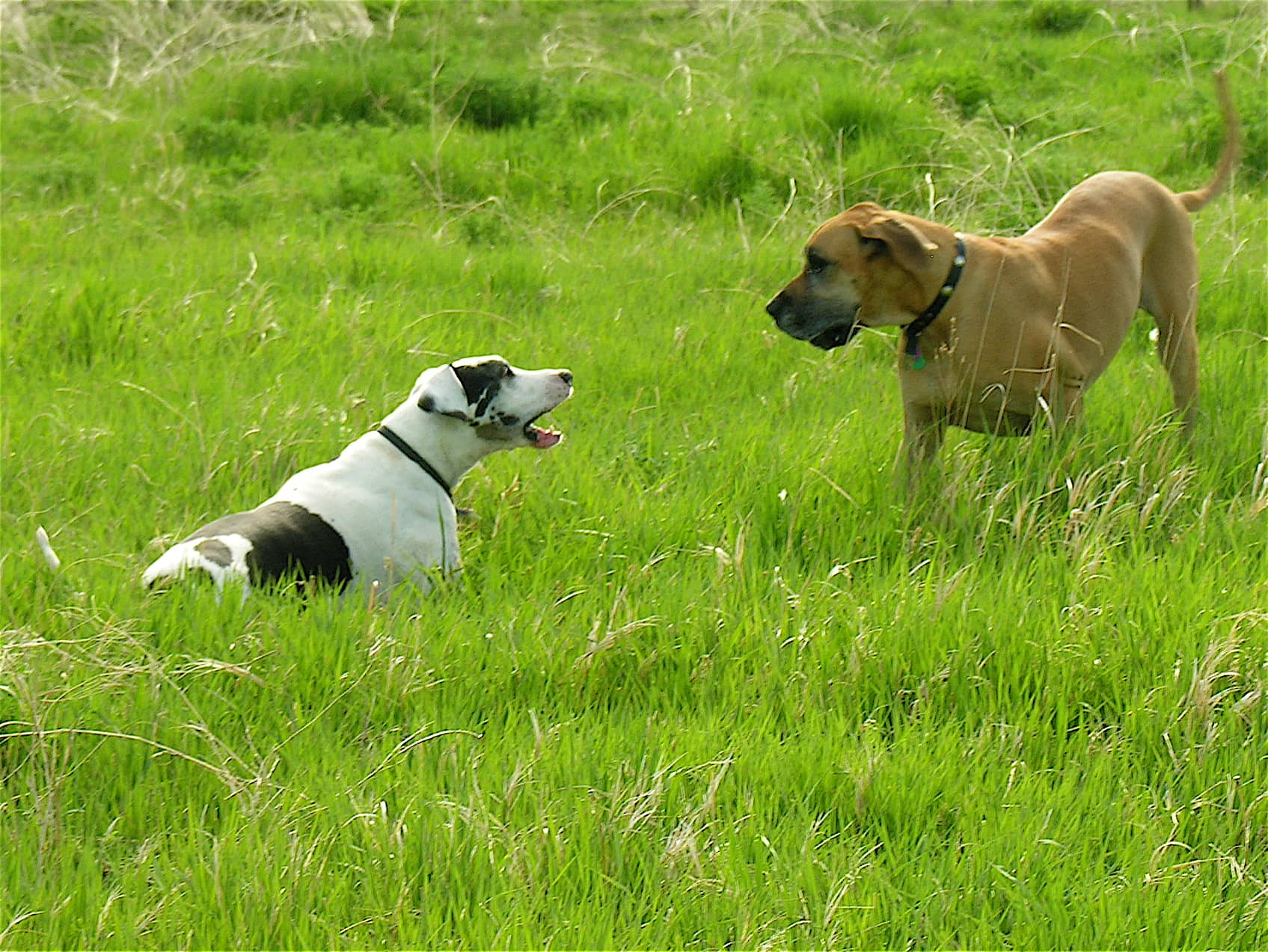 two dogs barking and playing with each other