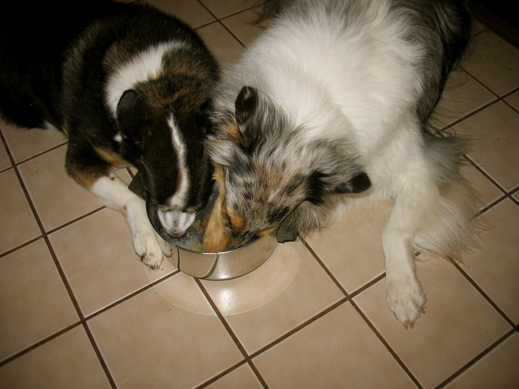 two dogs eating out of bowl