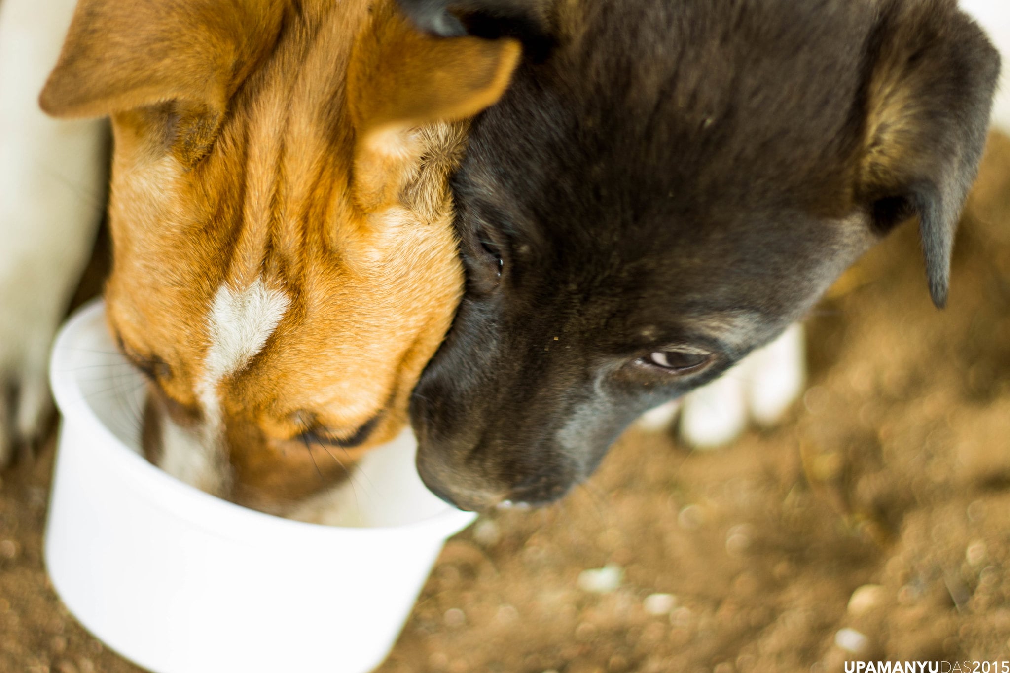 The 5 best dog water bowls for messy drinkers