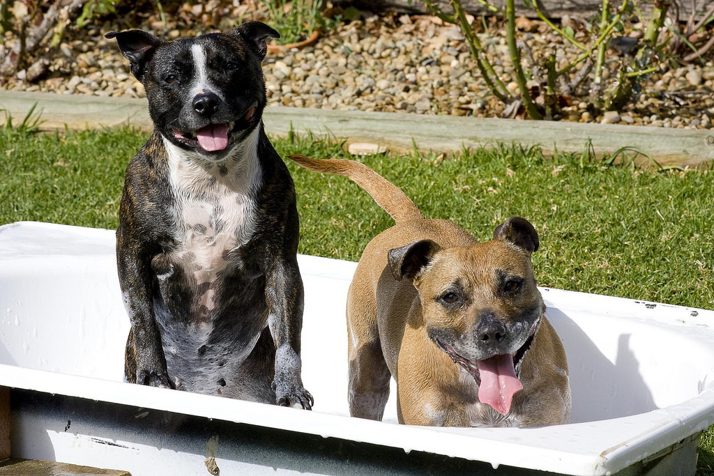two dogs outside in bath tub