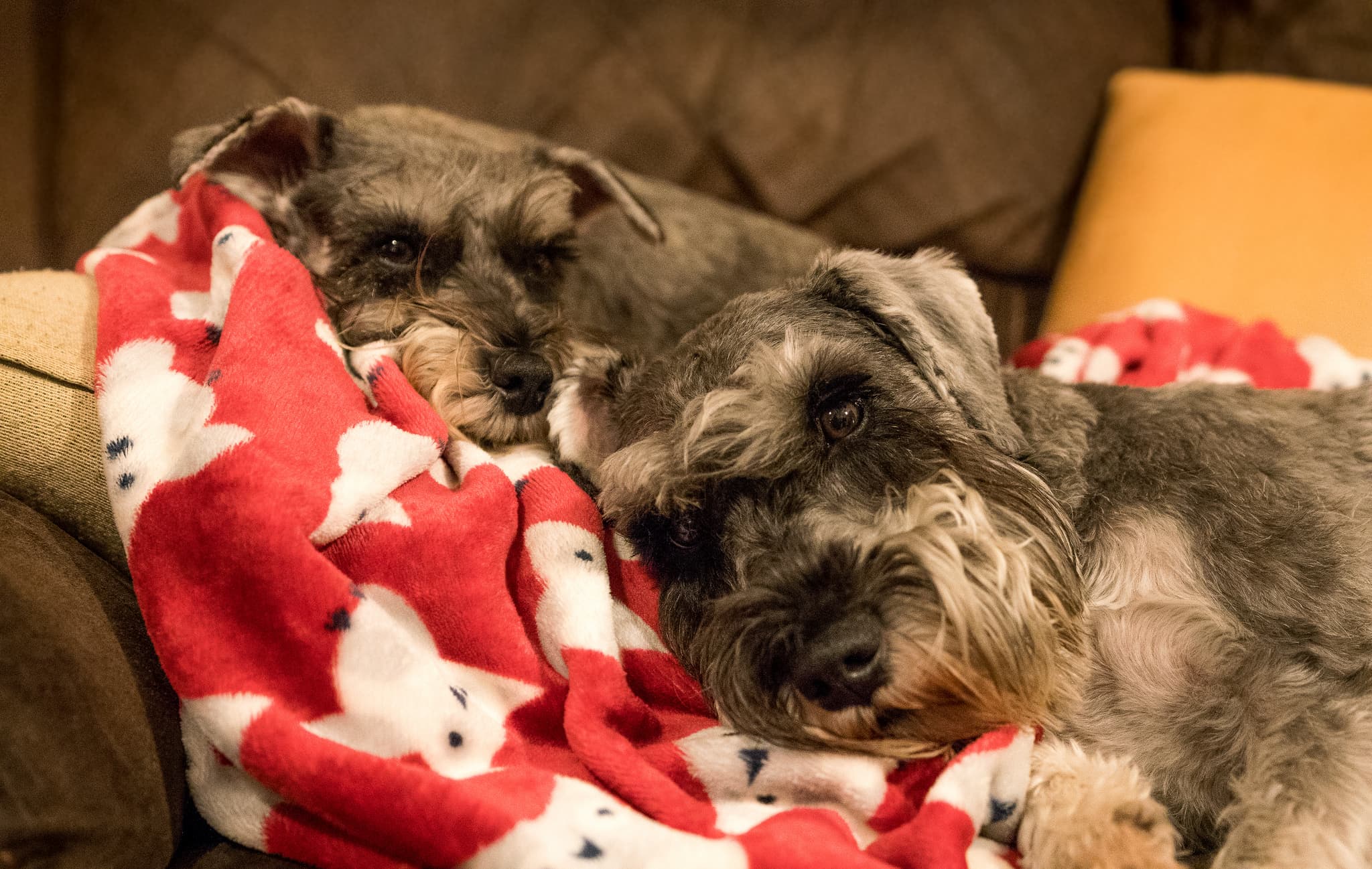 The best waterproof dog blanket for comfort and protection