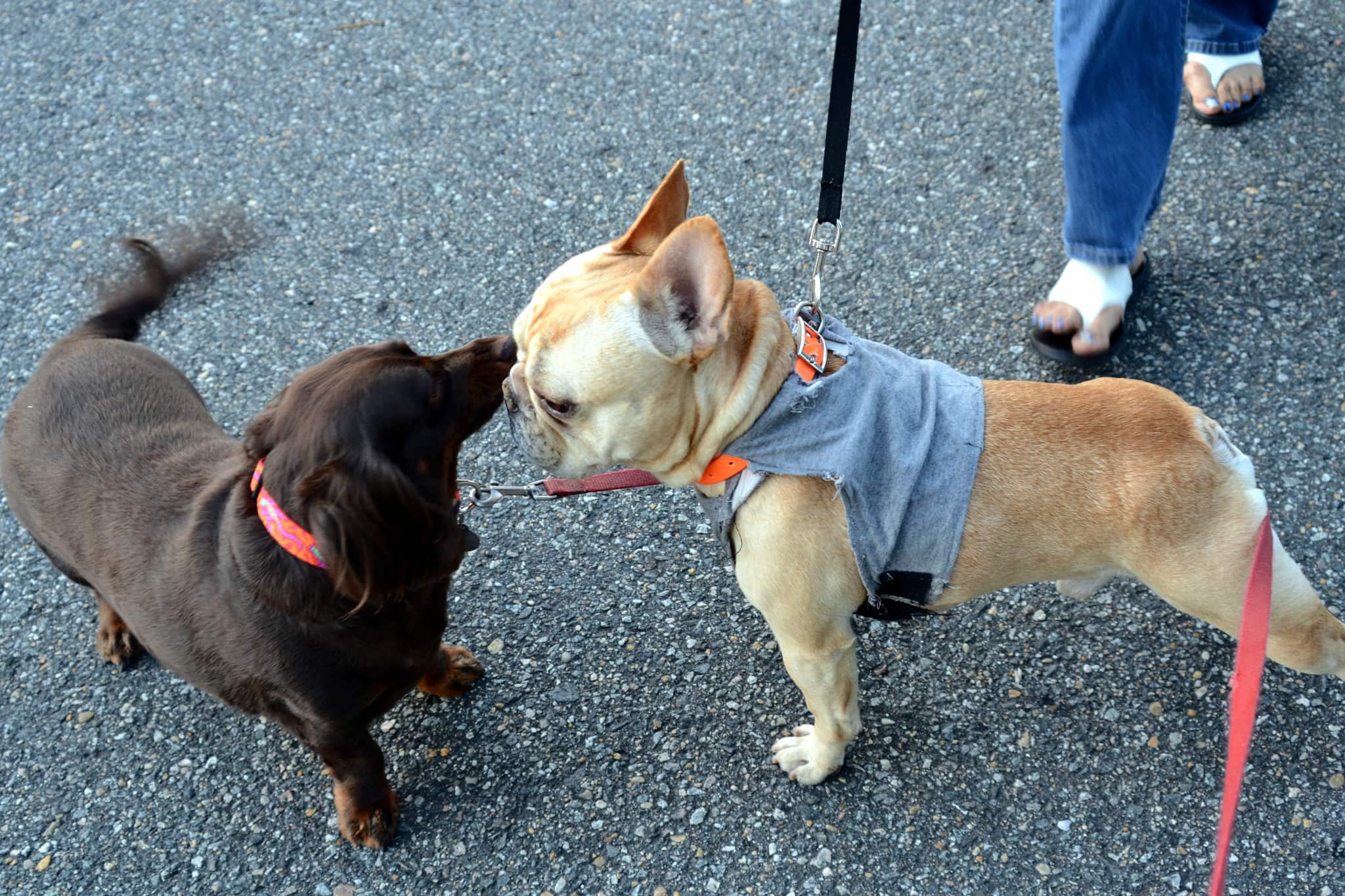 Hey friend! two dogs greeting each other on a walk